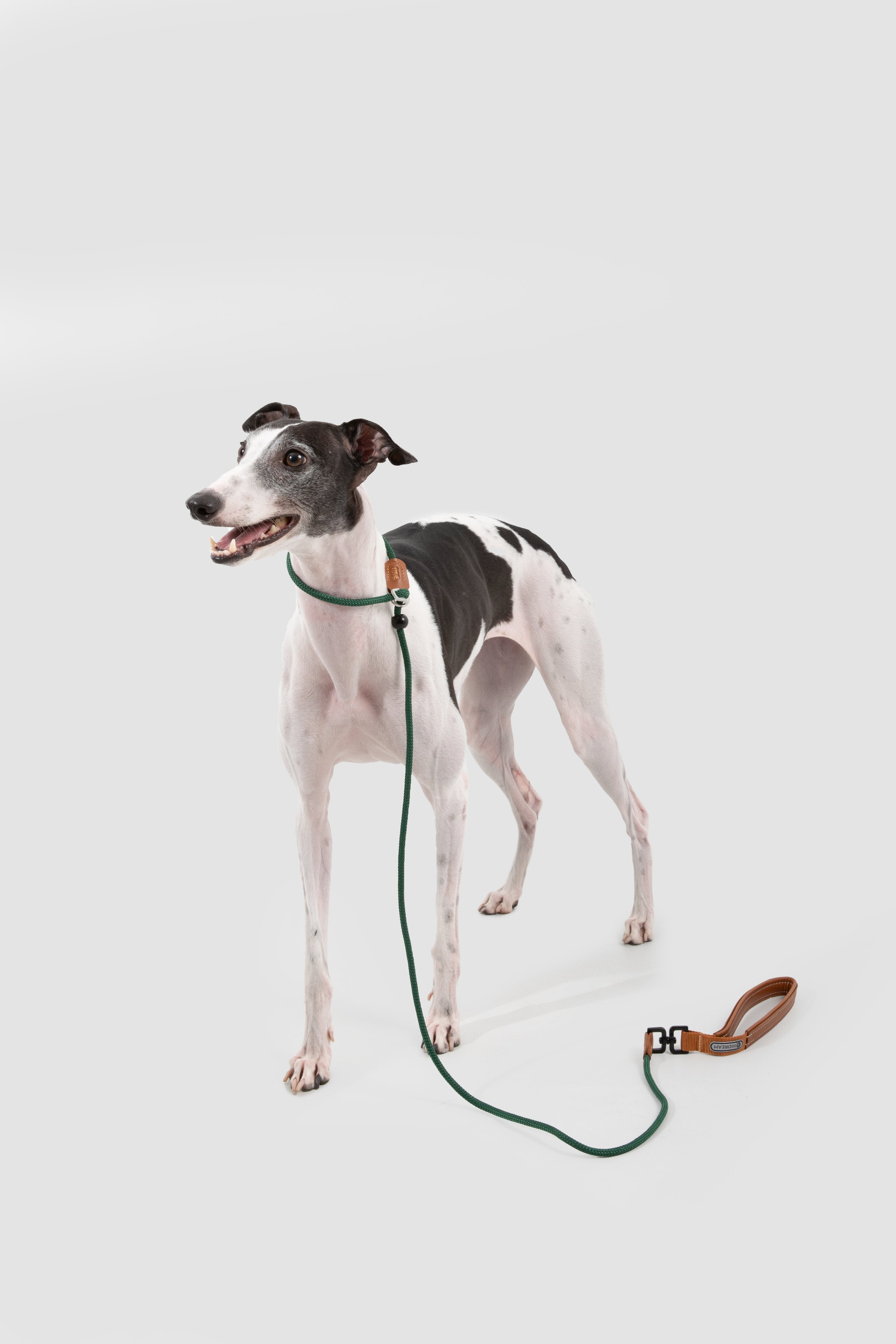 HiDREAM dog collars and leashes collection
