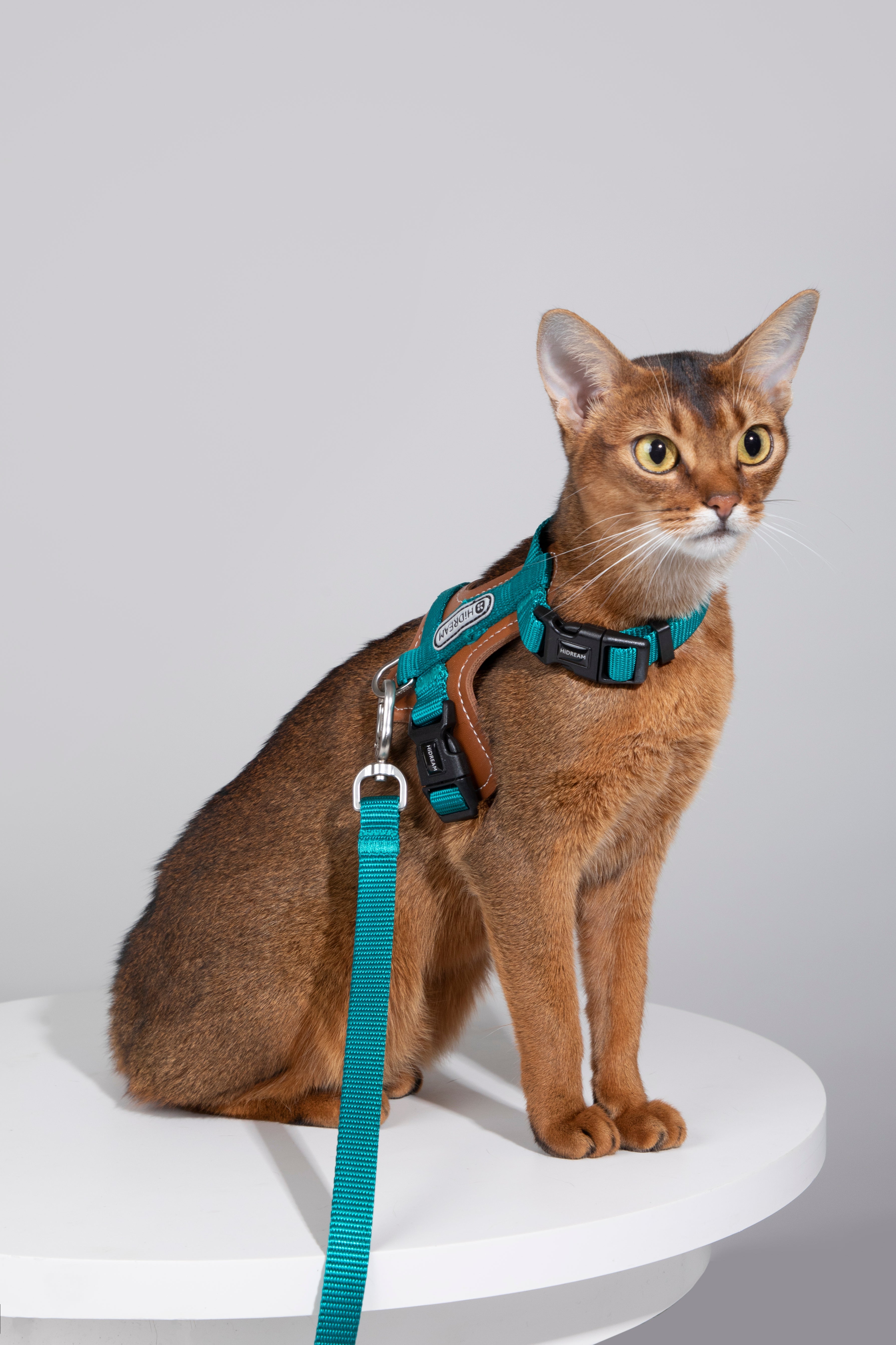 HiDREAM cat harness collection