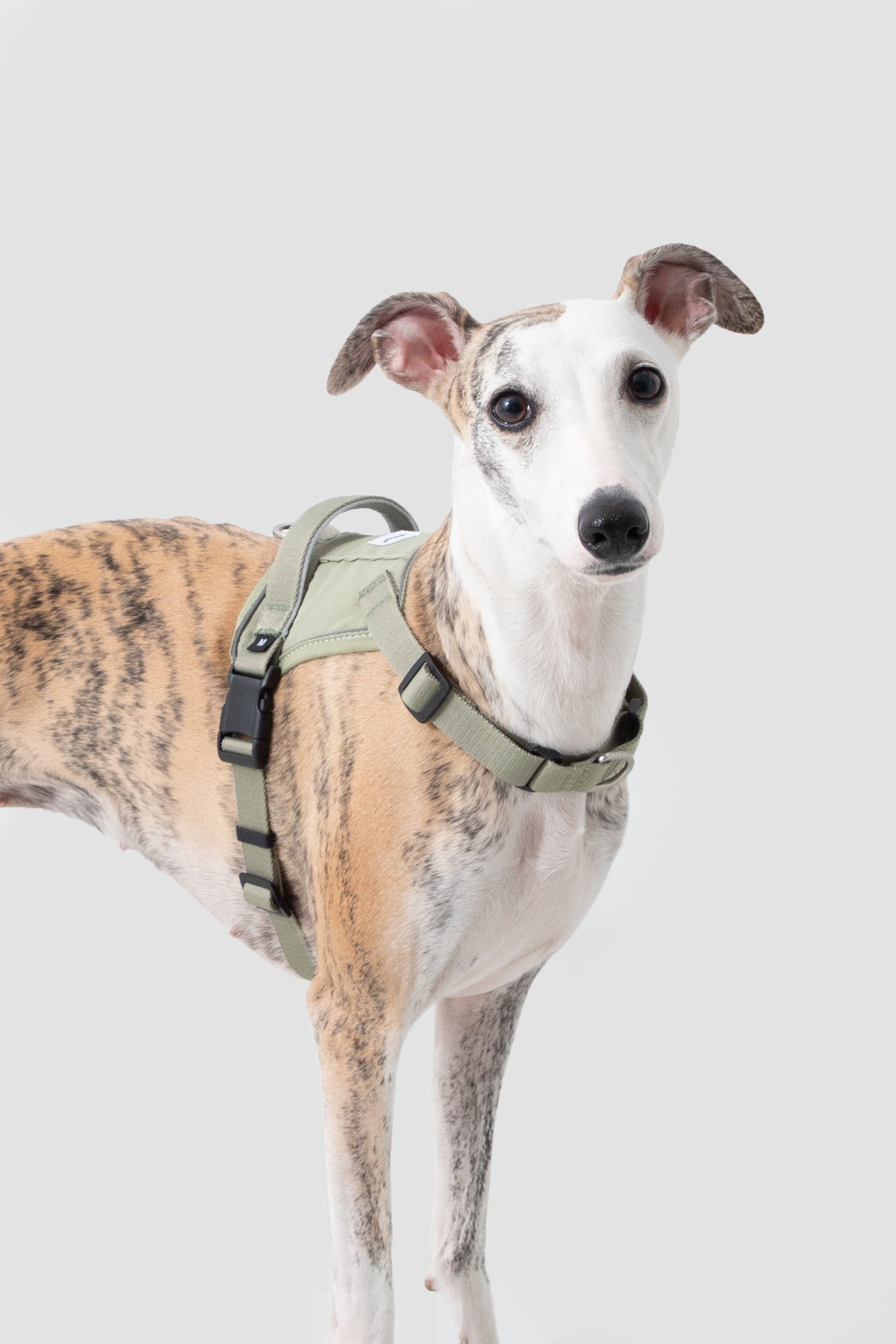 Dog wearing a green harness on a light gray background