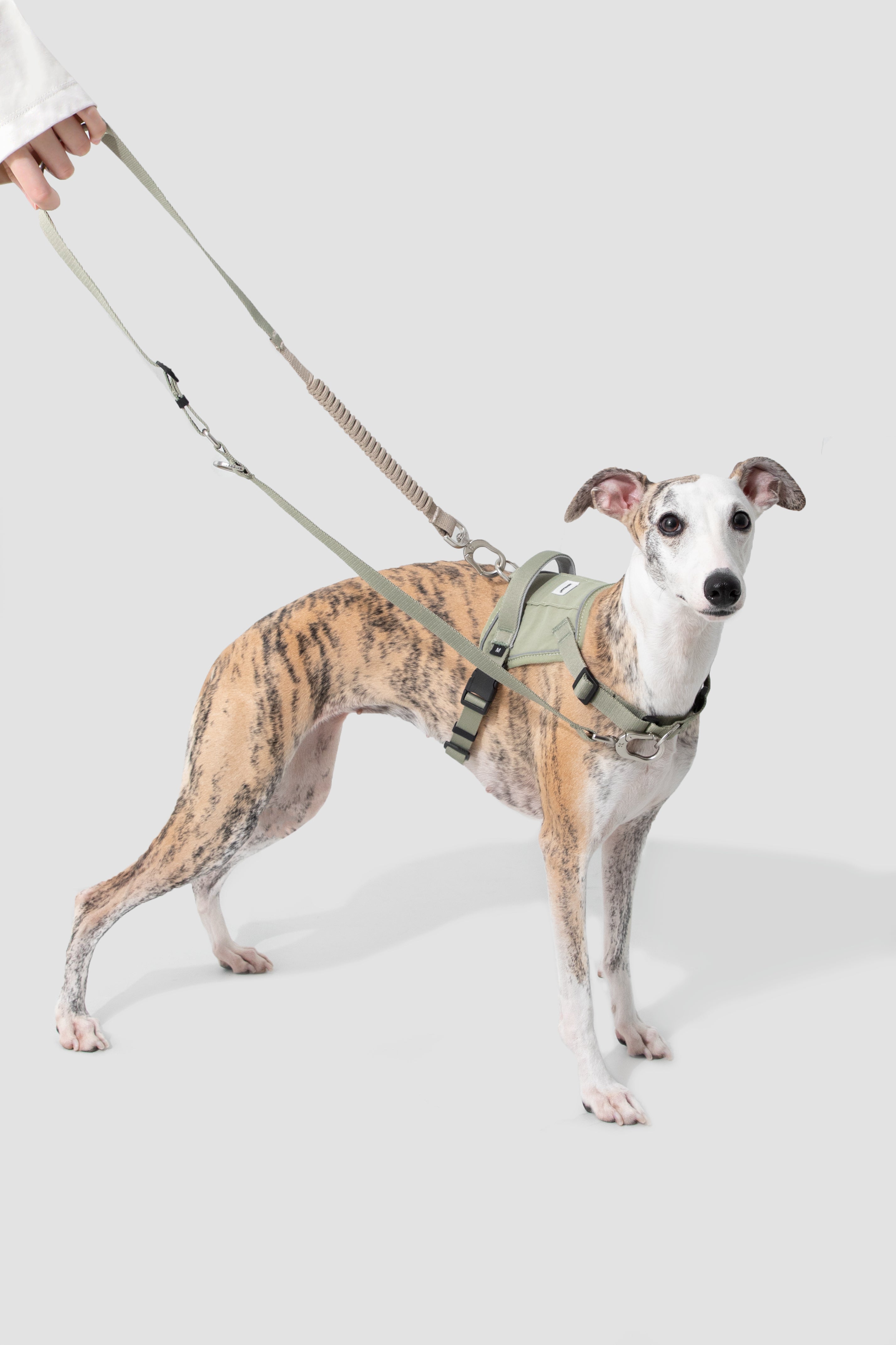 Dog on a leash wearing a harness against a white background