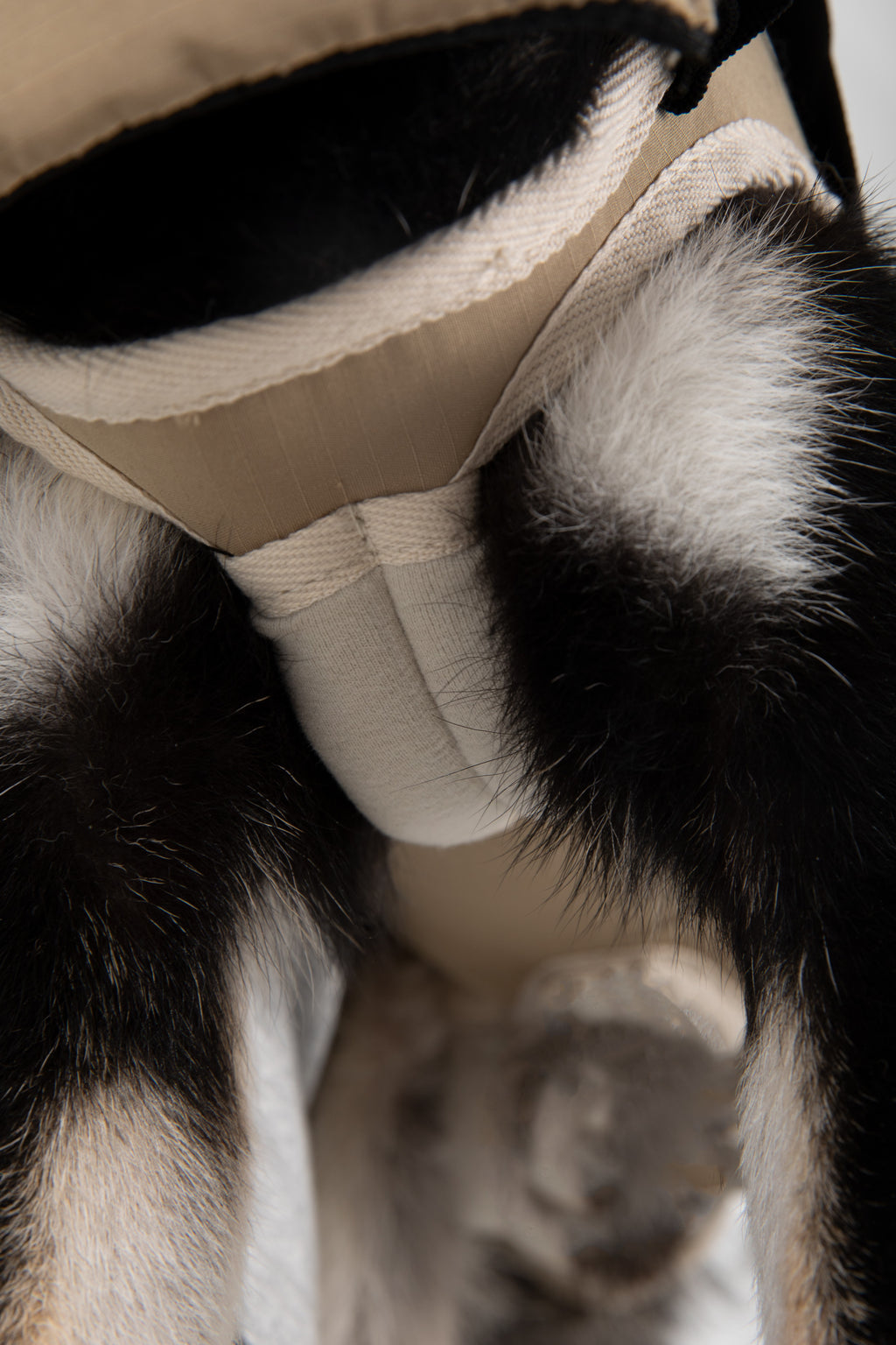 Close-up of a black and white dog wearing a beige fabric harness, showing the straps and texture of the harness against the dog's fur.