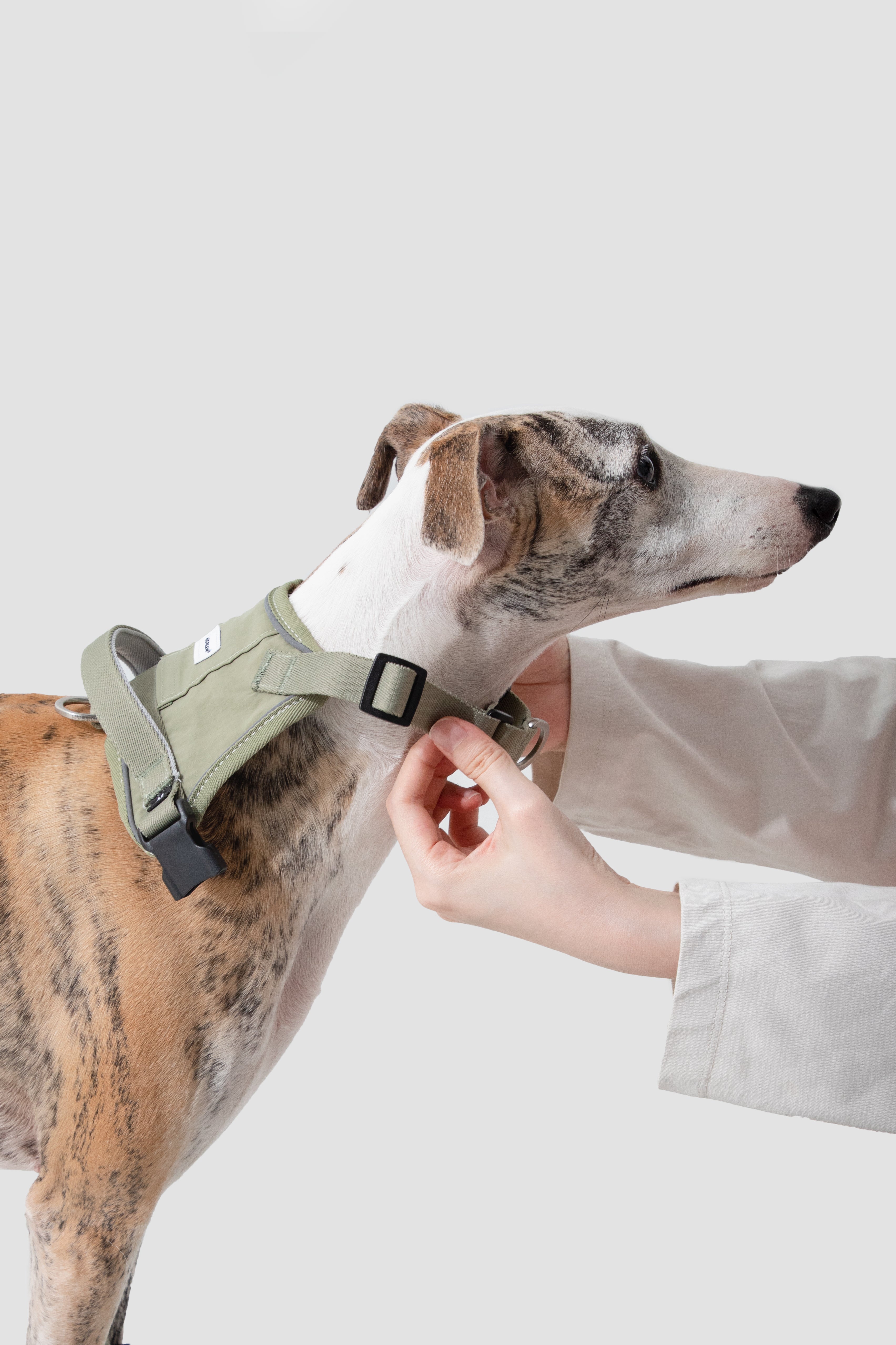 Dog wearing a green harness with a person adjusting it on a light gray background