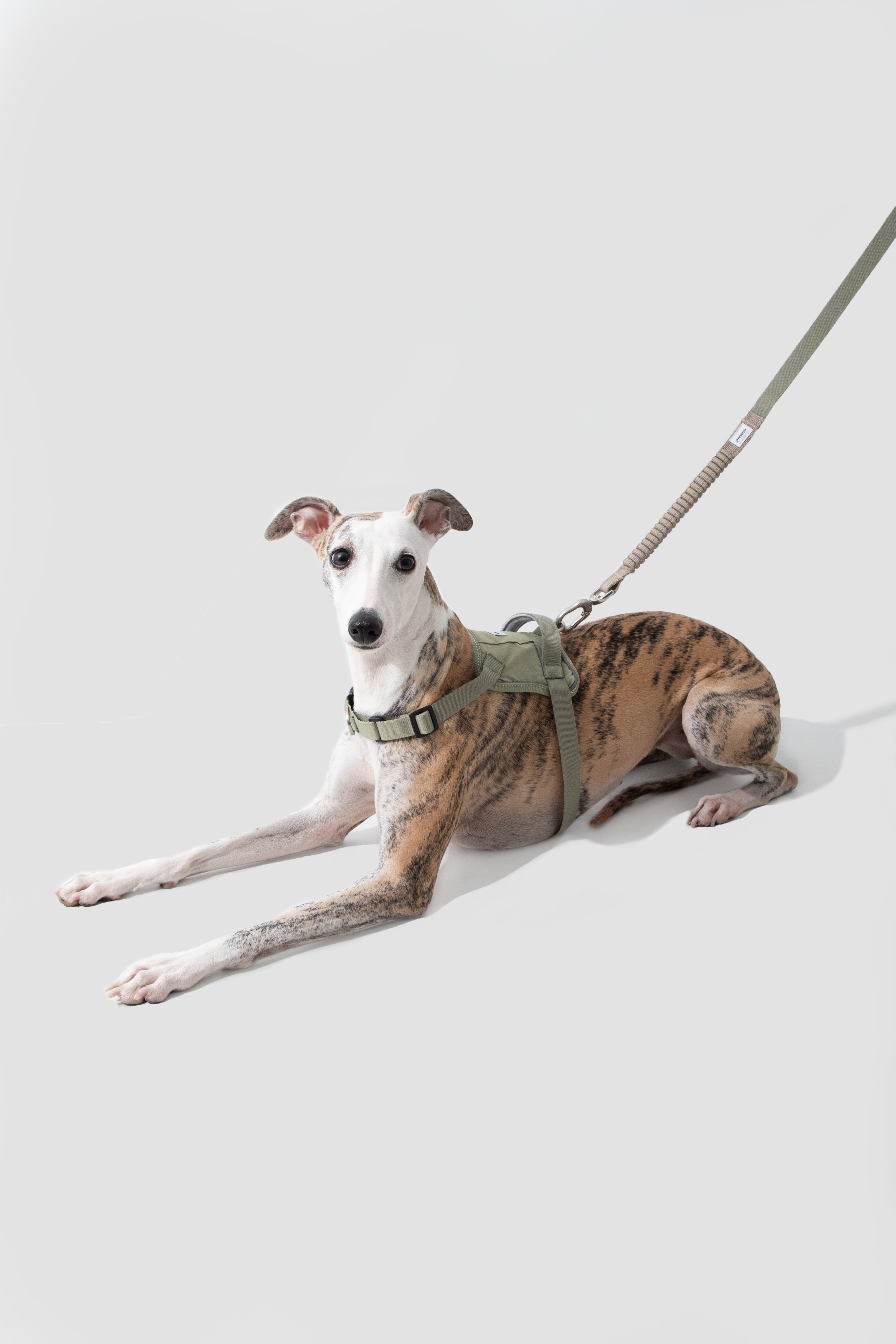 Dog wearing a green harness and leash on a light gray background