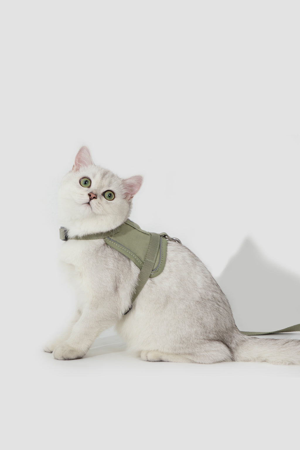 A white cat wearing an olive green harness, sitting against a clean white studio background.