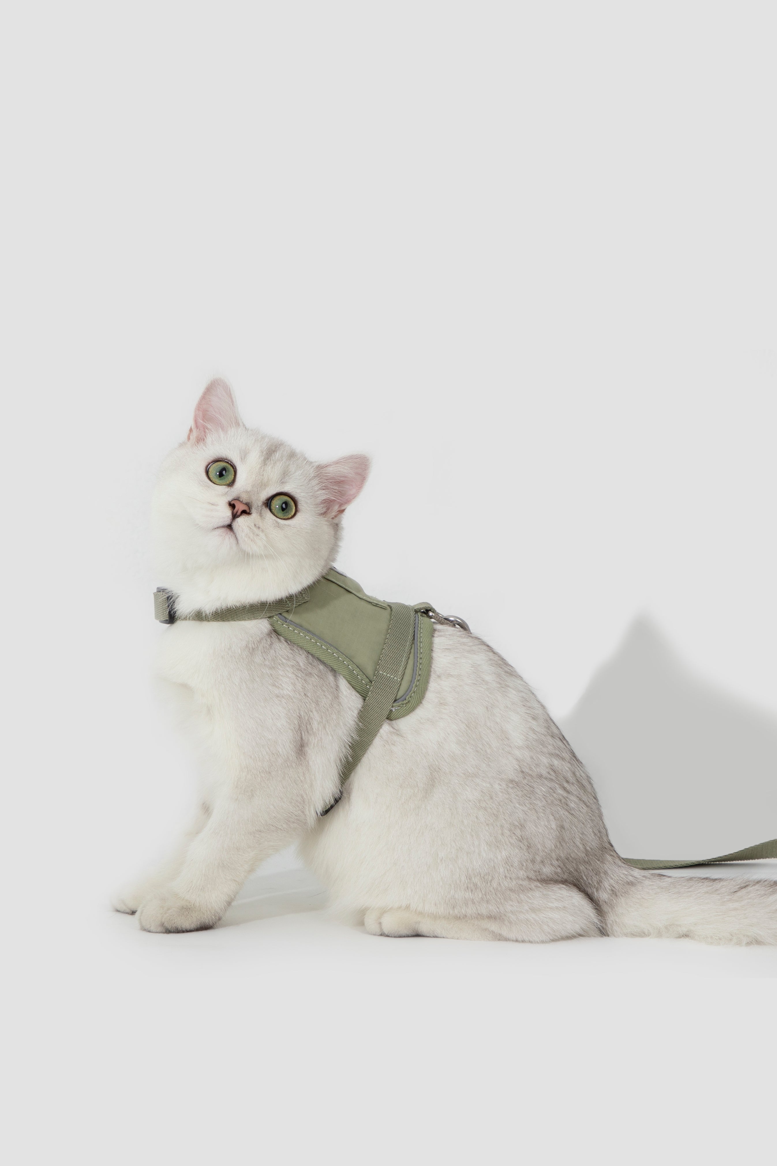 A white cat wearing an olive green harness, sitting against a clean white studio background.