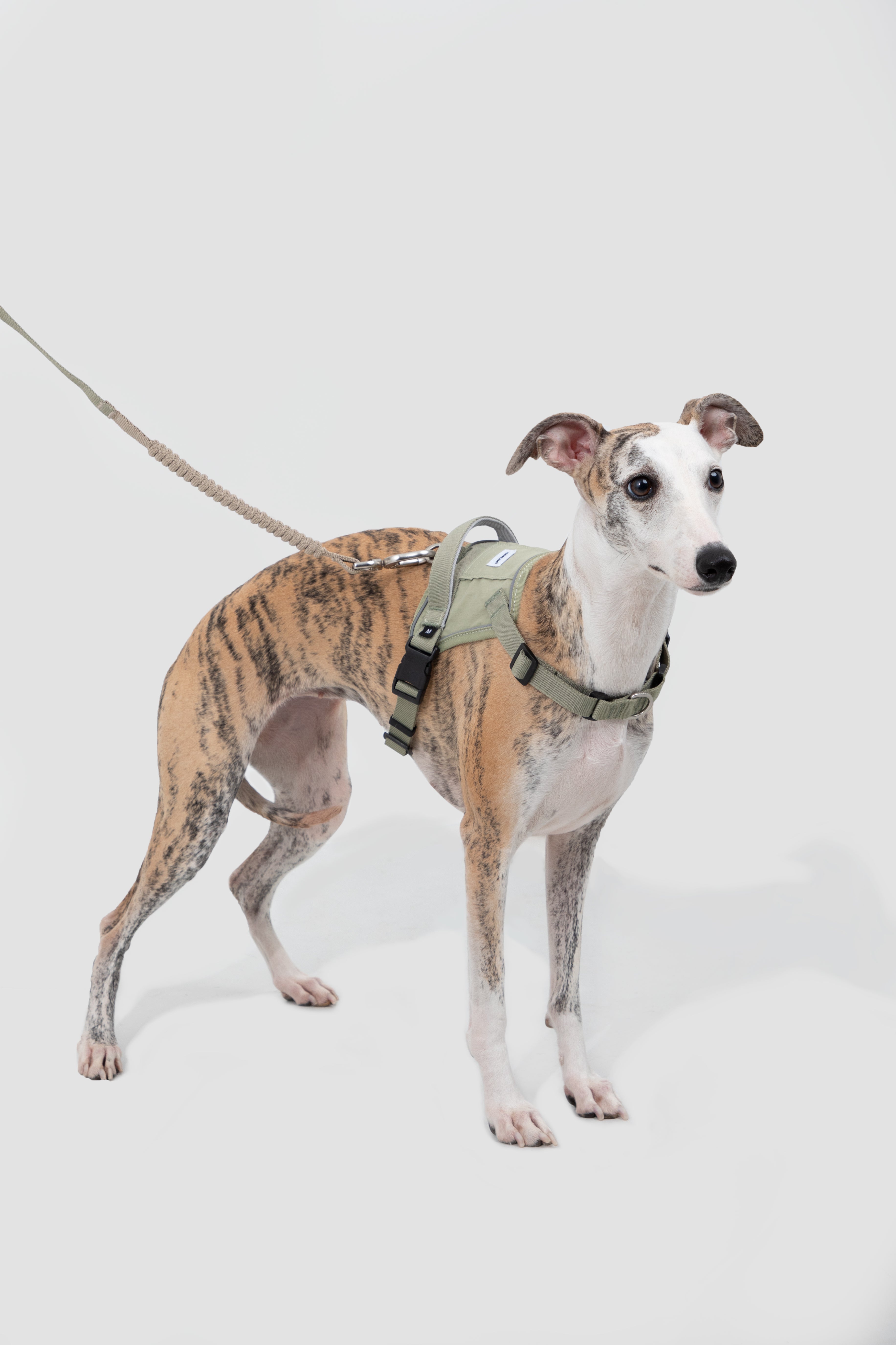 A greyhound dog wearing an olive green harness and leash, standing against a solid light gray background.