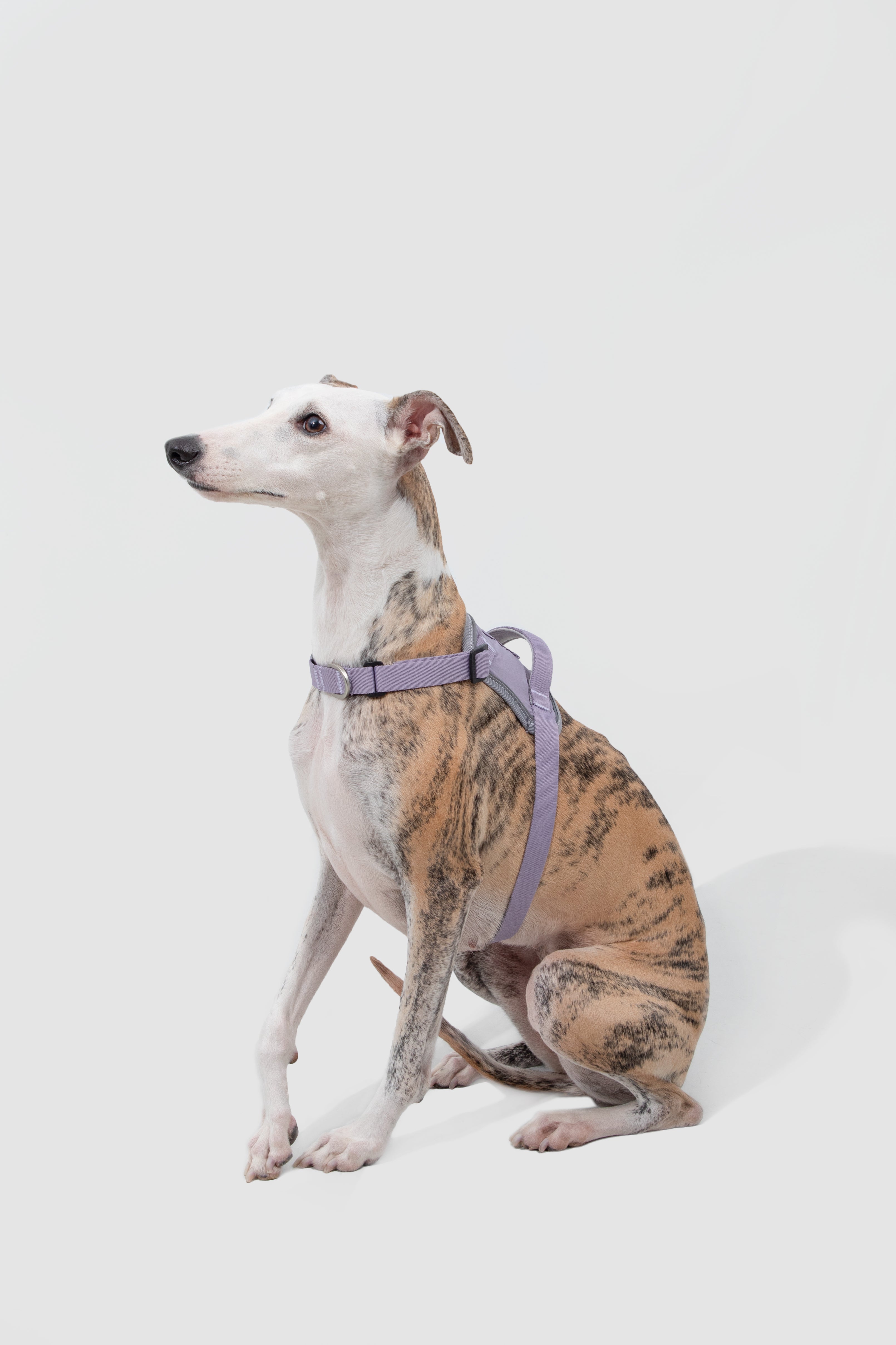 Product image of the HiDREAM Valley - Anti-Pull Dog Harness & Leash Set