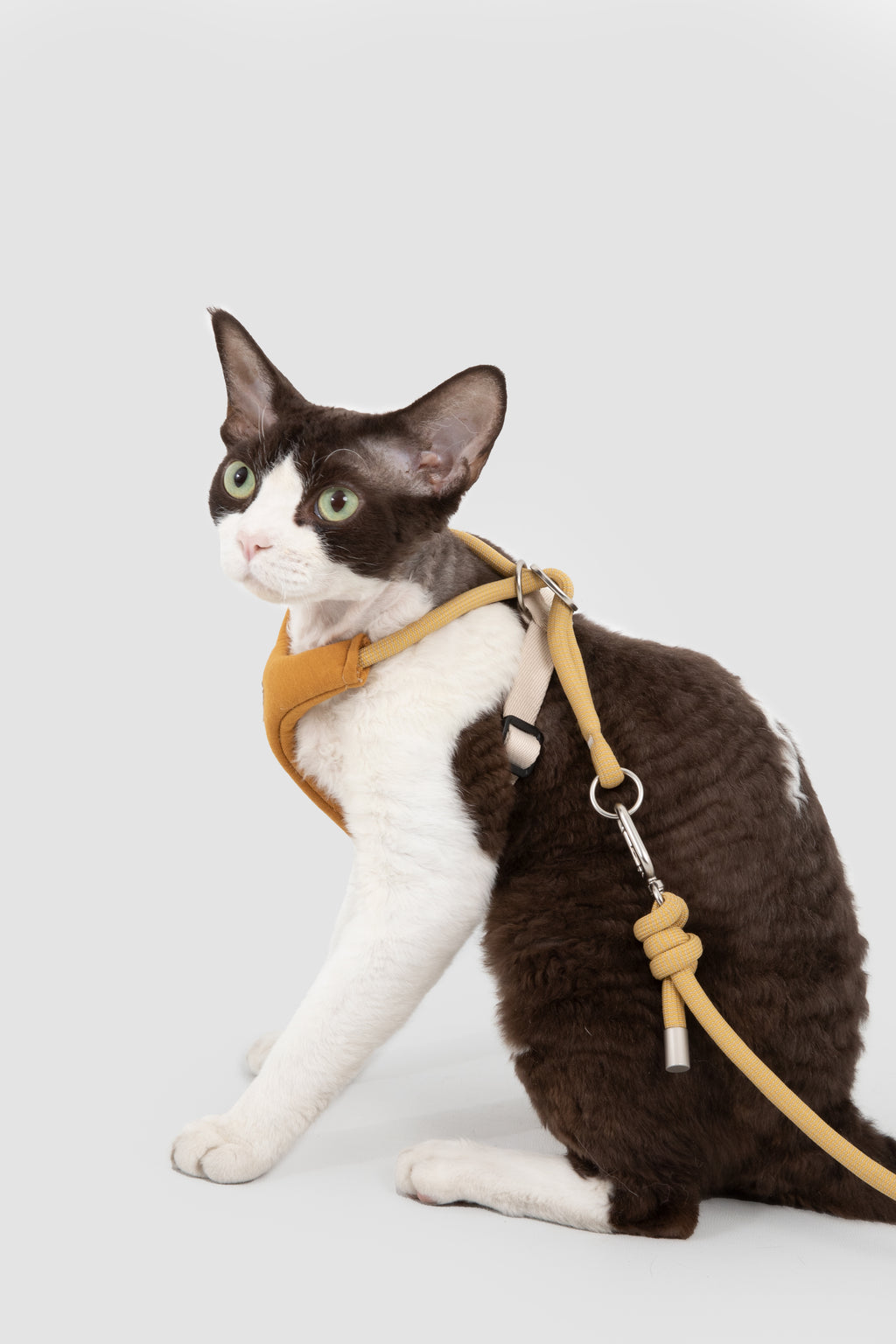 A black and white cat wearing a tan harness and leash, sitting against a light gray studio background.