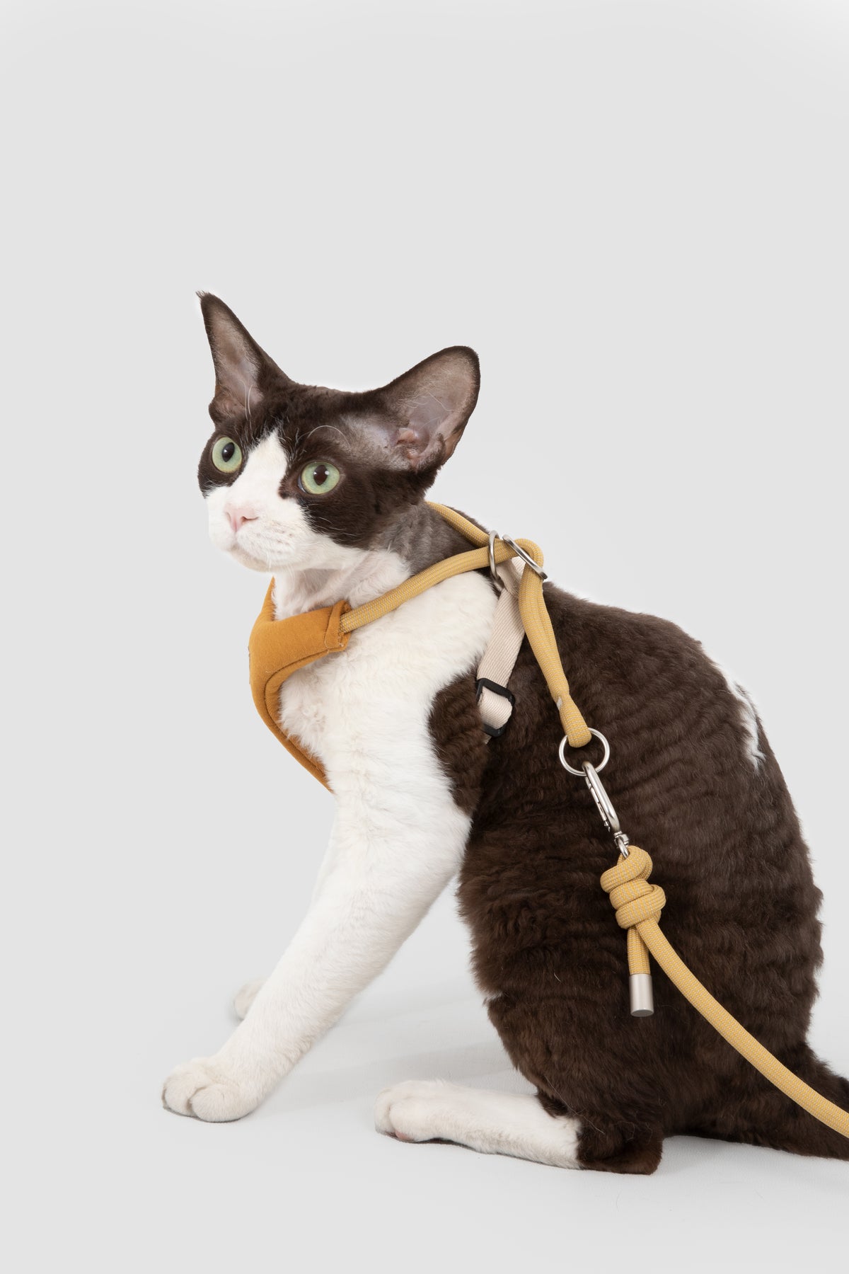 A black and white cat wearing a tan harness and leash, sitting against a light gray studio background.