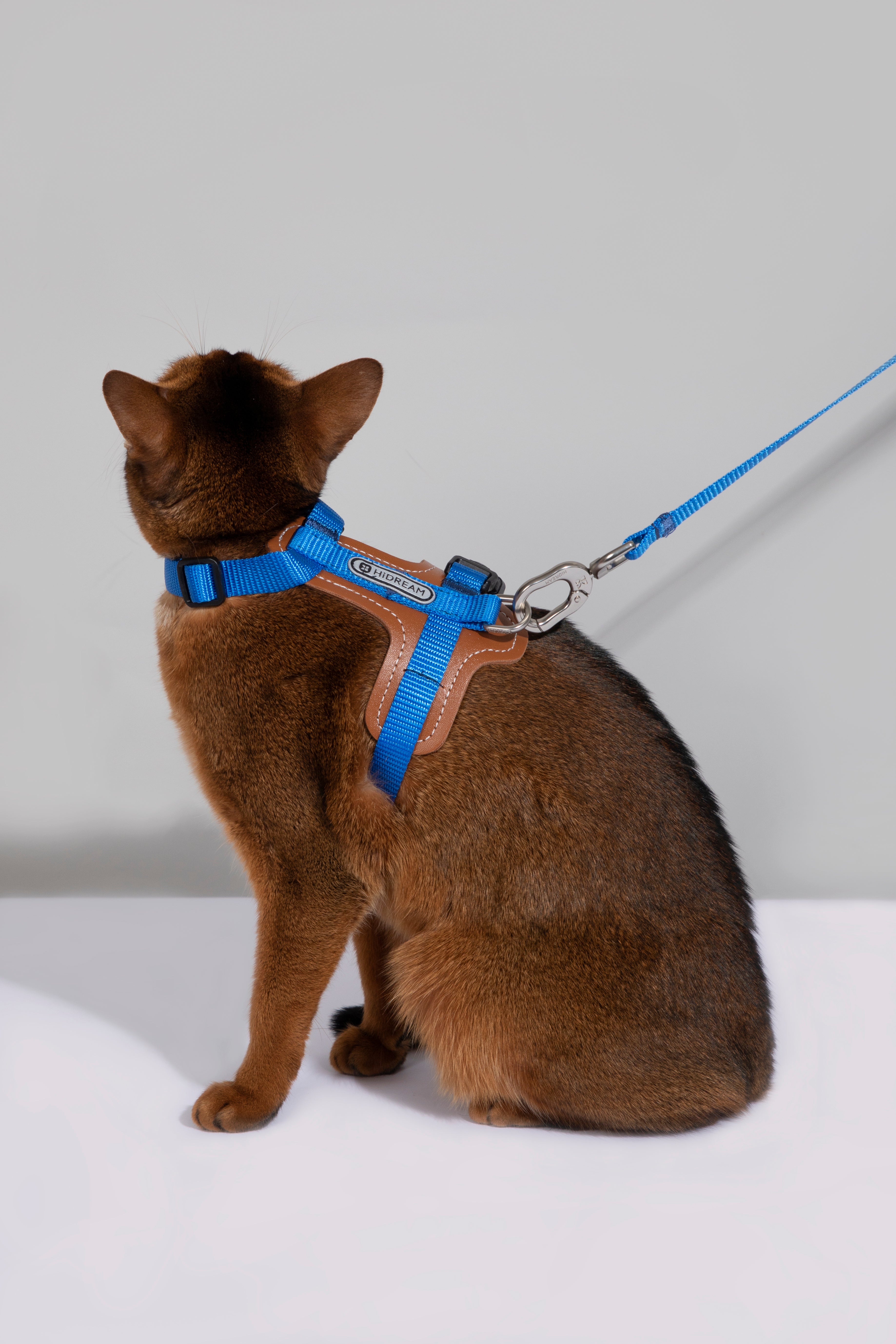 A brown cat wearing a bright blue harness with a matching leash, photographed against a clean light gray studio background.