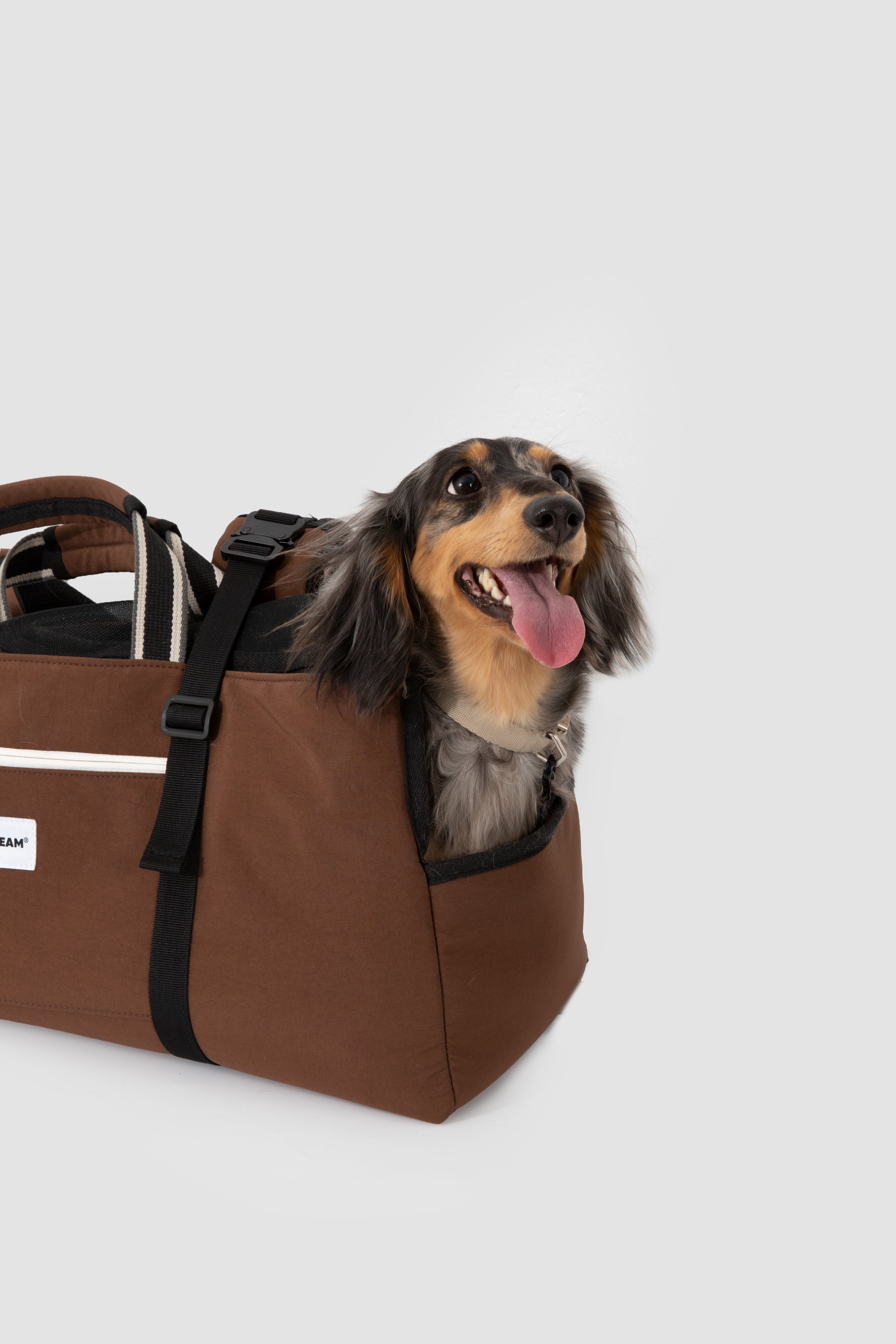 Dachshund sitting in a brown Dachshund carrier on a light gray background