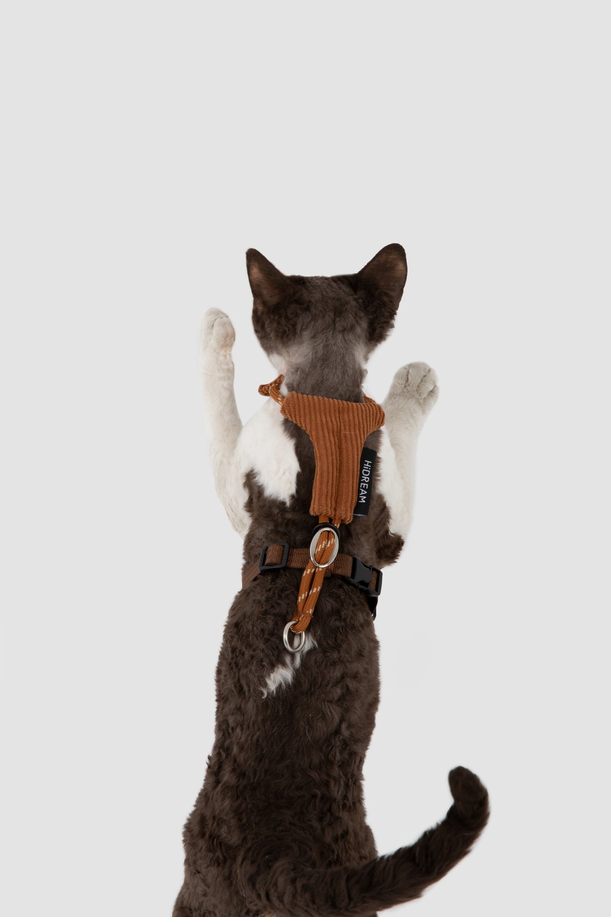 A dark brown and white cat viewed from behind wearing an orange ribbed harness with black straps and a metal ring, set against a solid light gray background.