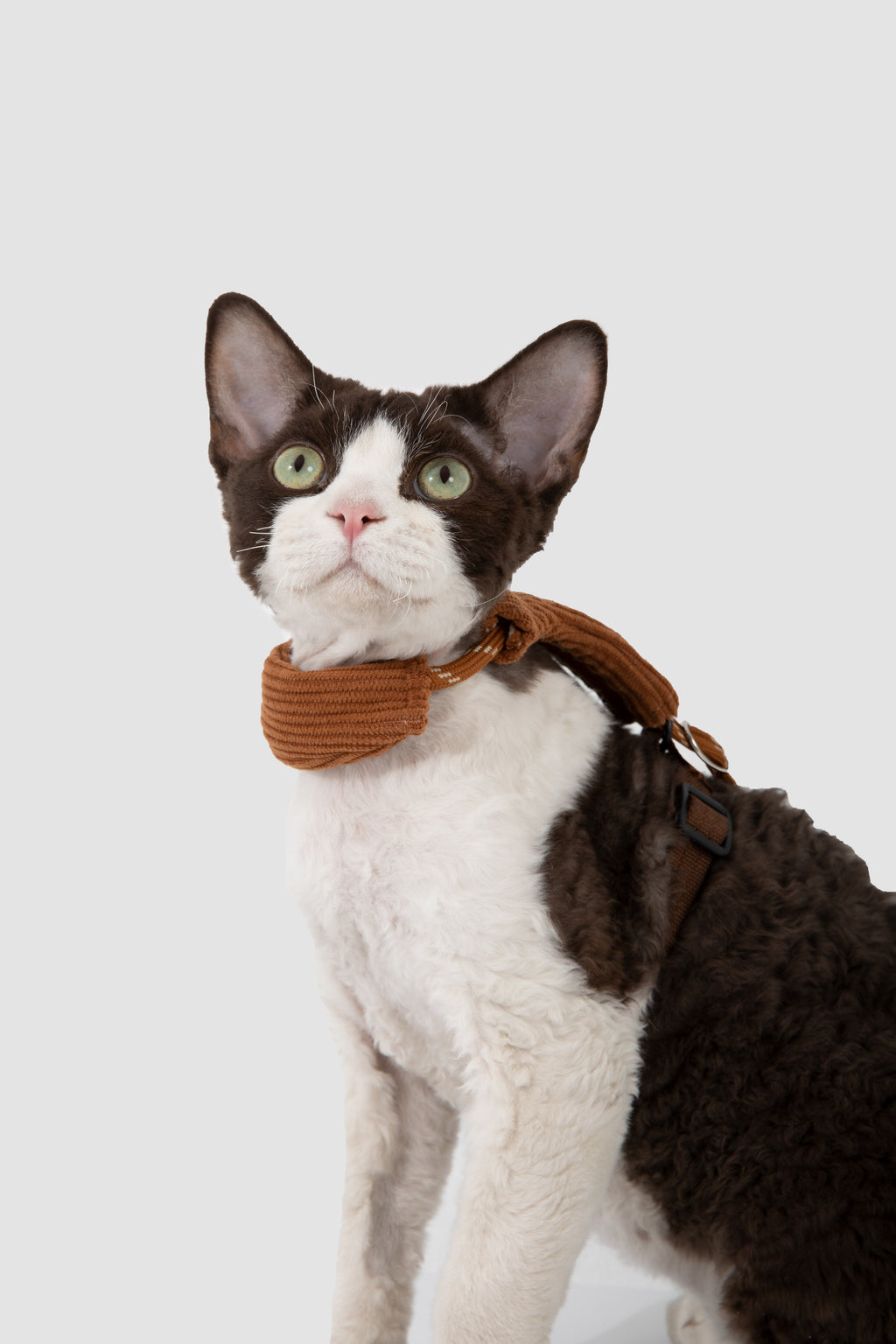 A curly-haired cat wearing a brown corduroy collar and matching harness, photographed against a clean light gray studio background.