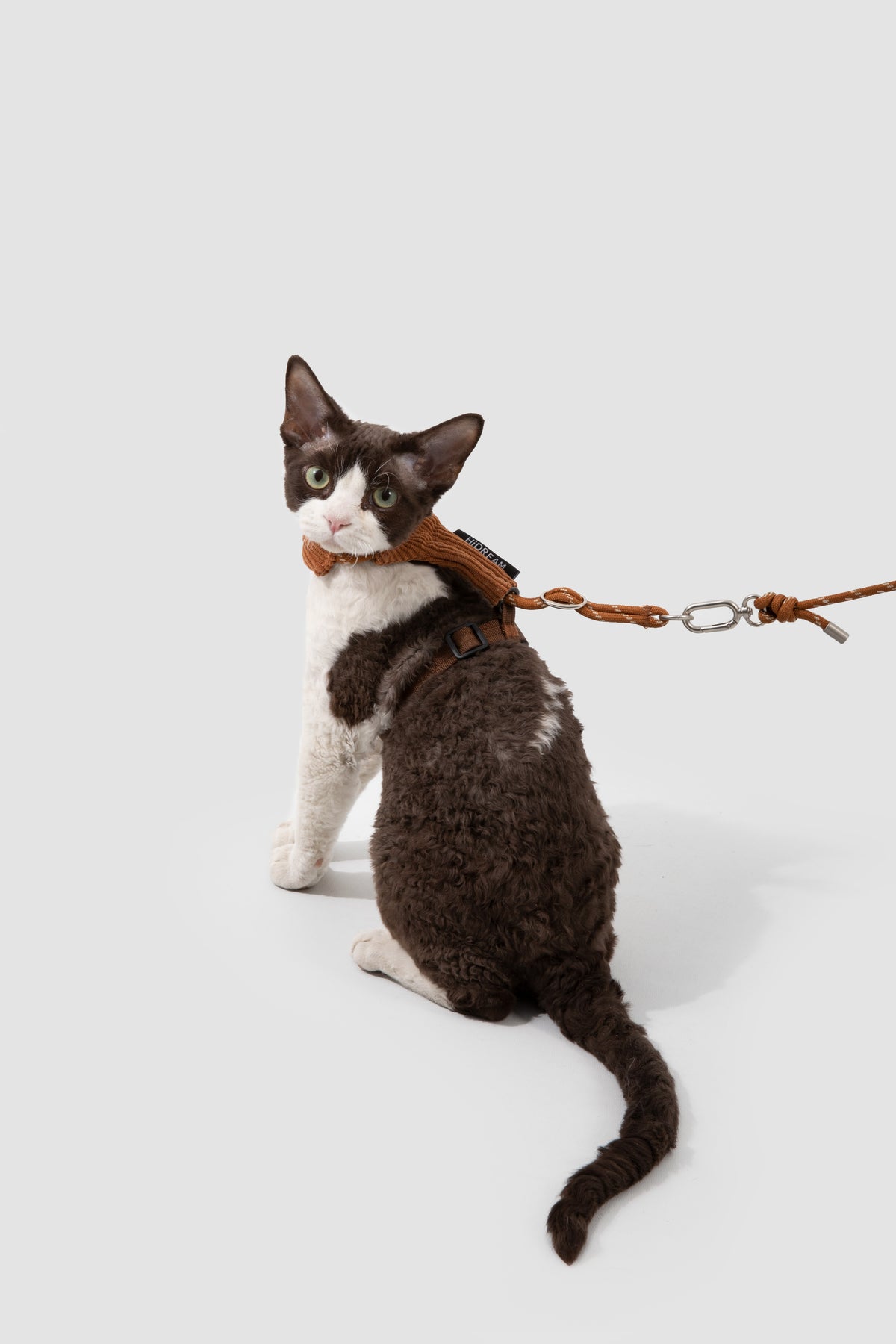 A black and white cat wearing a brown harness and leash, sitting against a light gray studio background.