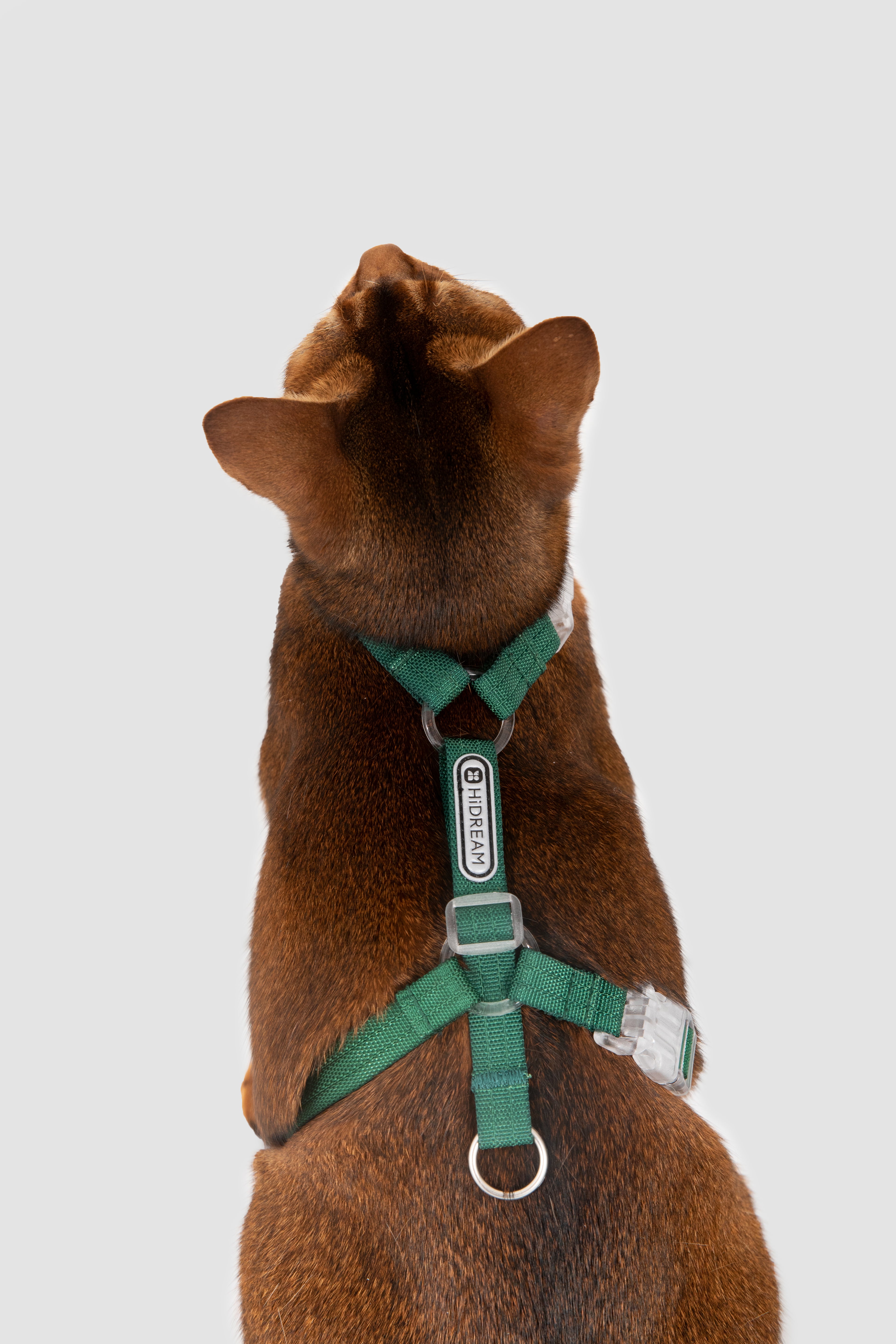 Brown dog wearing a green harness on a light gray background