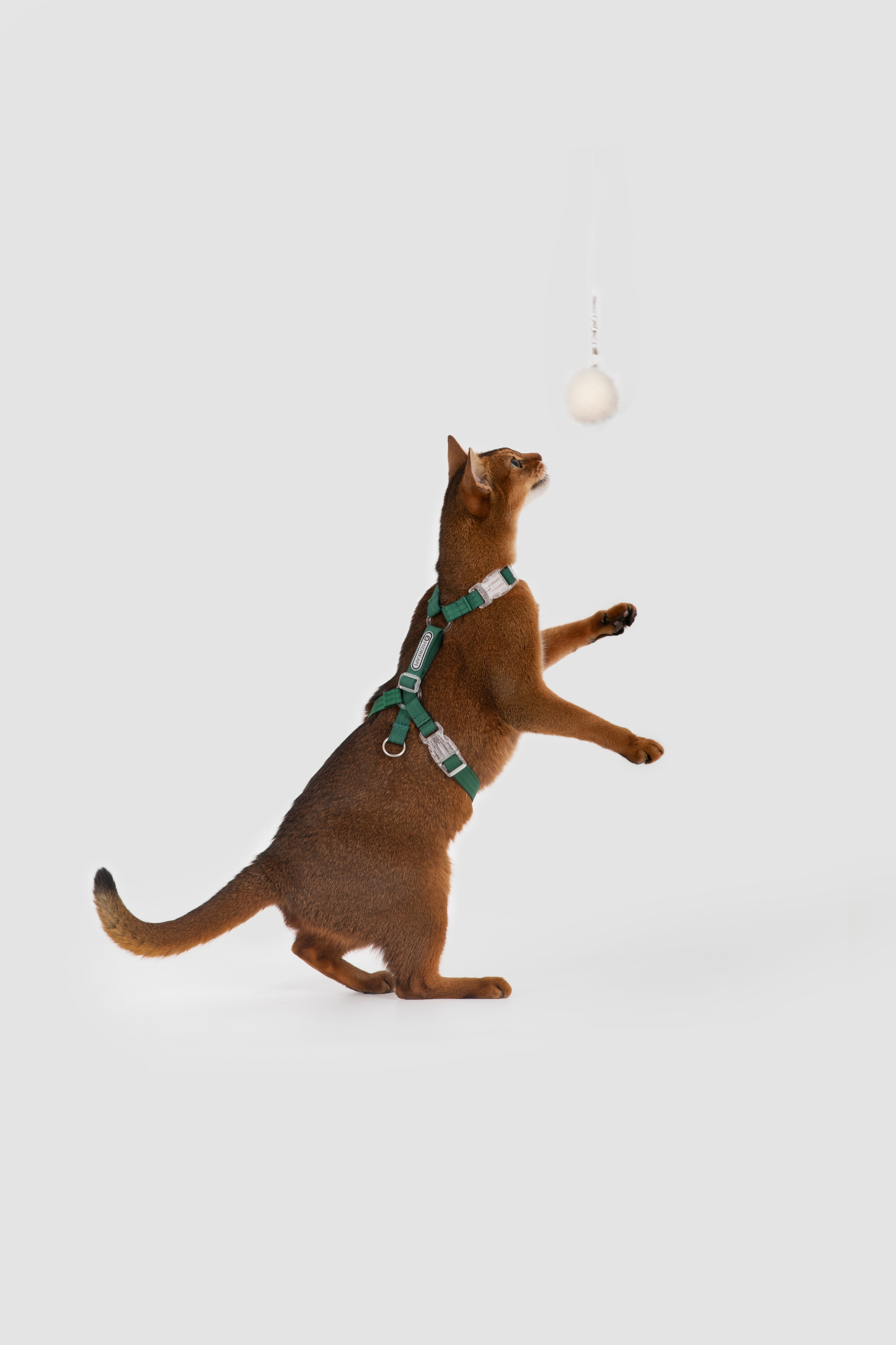 A brown cat wearing a green harness jumps up on its hind legs to reach a small hanging ball, photographed against a clean light gray studio background.