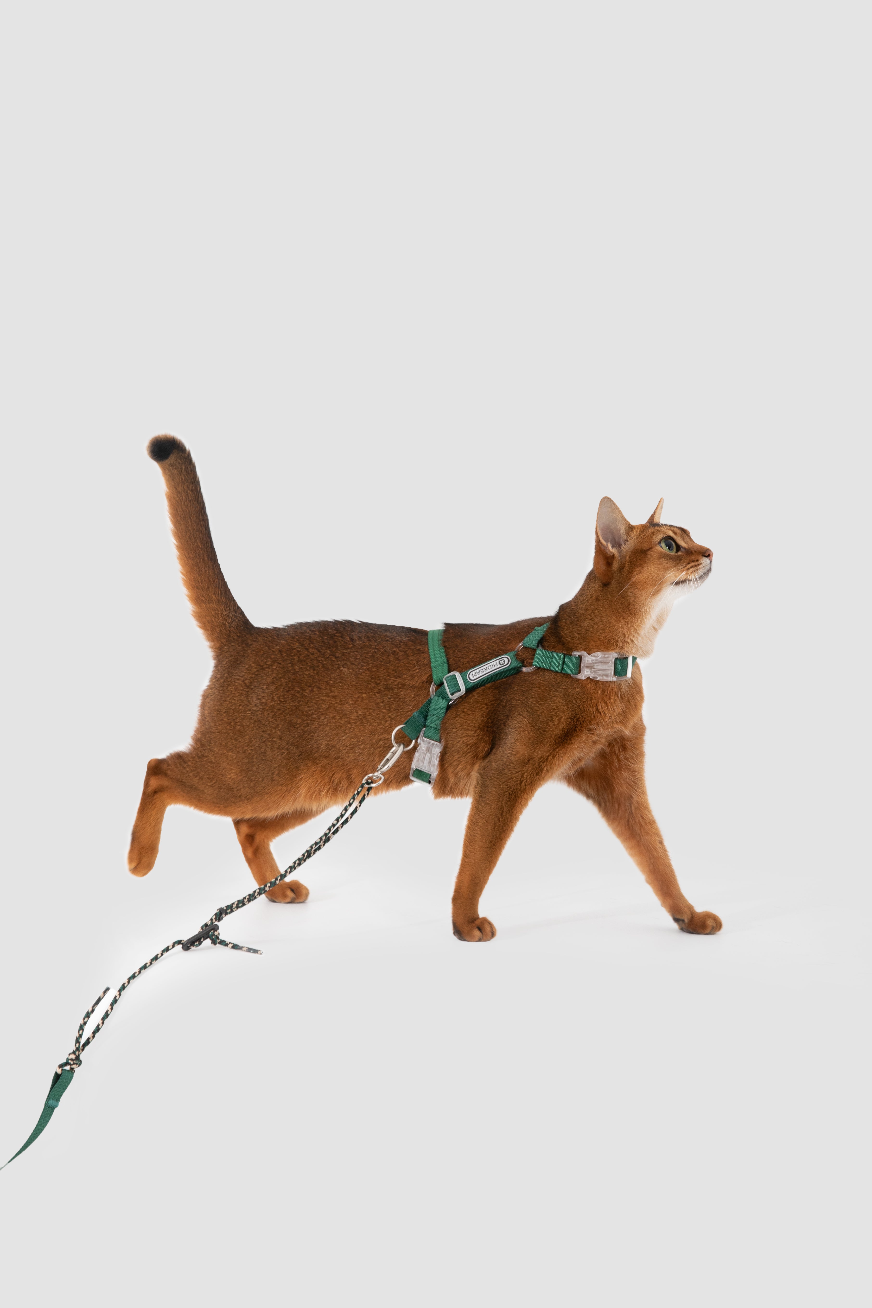 Cat walking on a leash with a harness against a light gray background