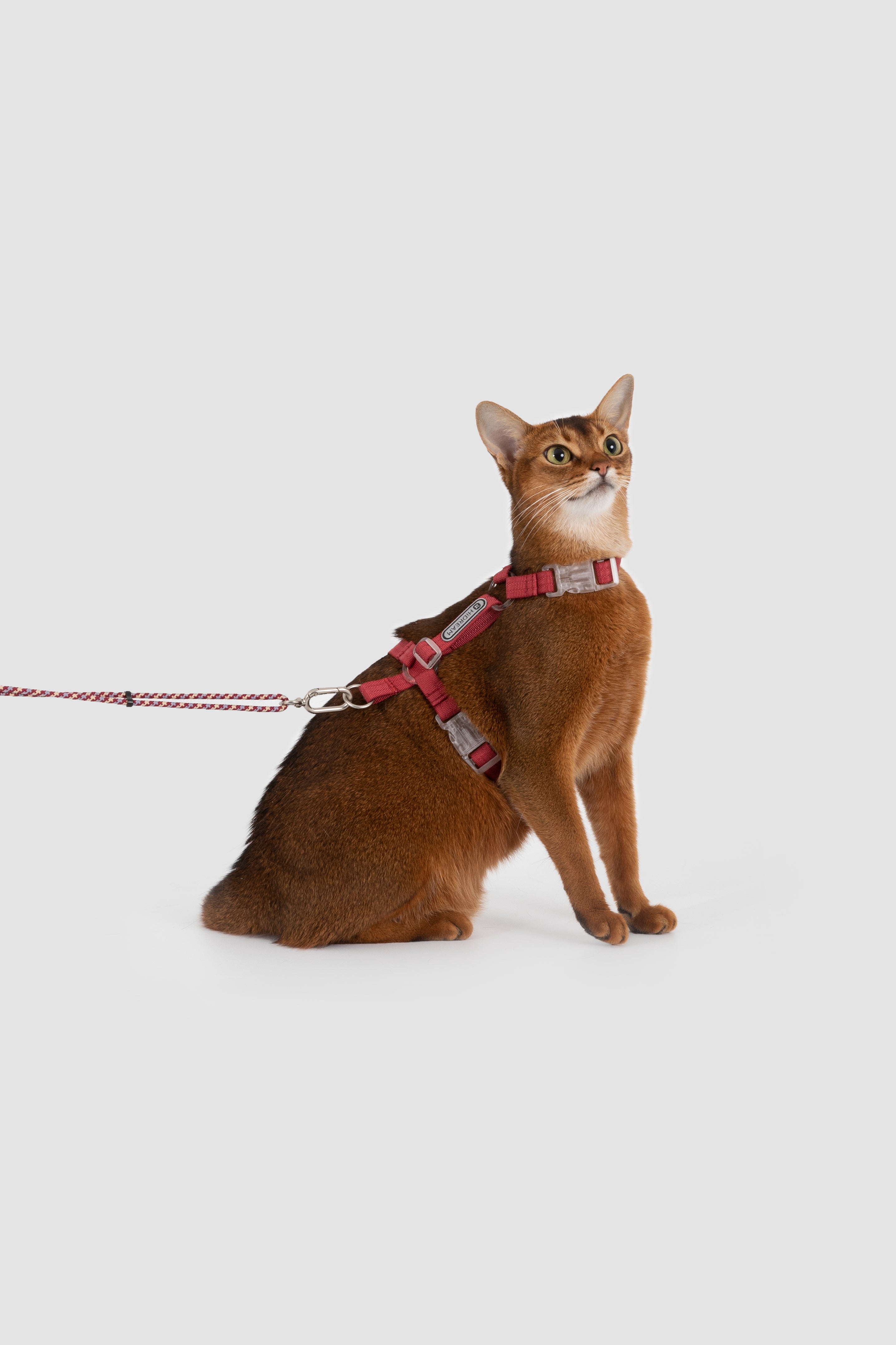 A brown cat wearing a pink harness and leash, sitting against a solid light gray background.