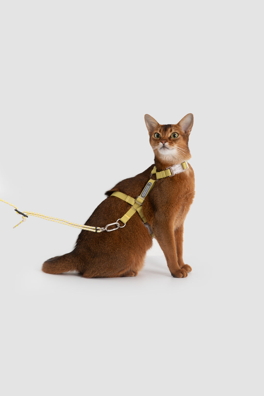 Cat wearing a harness and leash on a light gray background