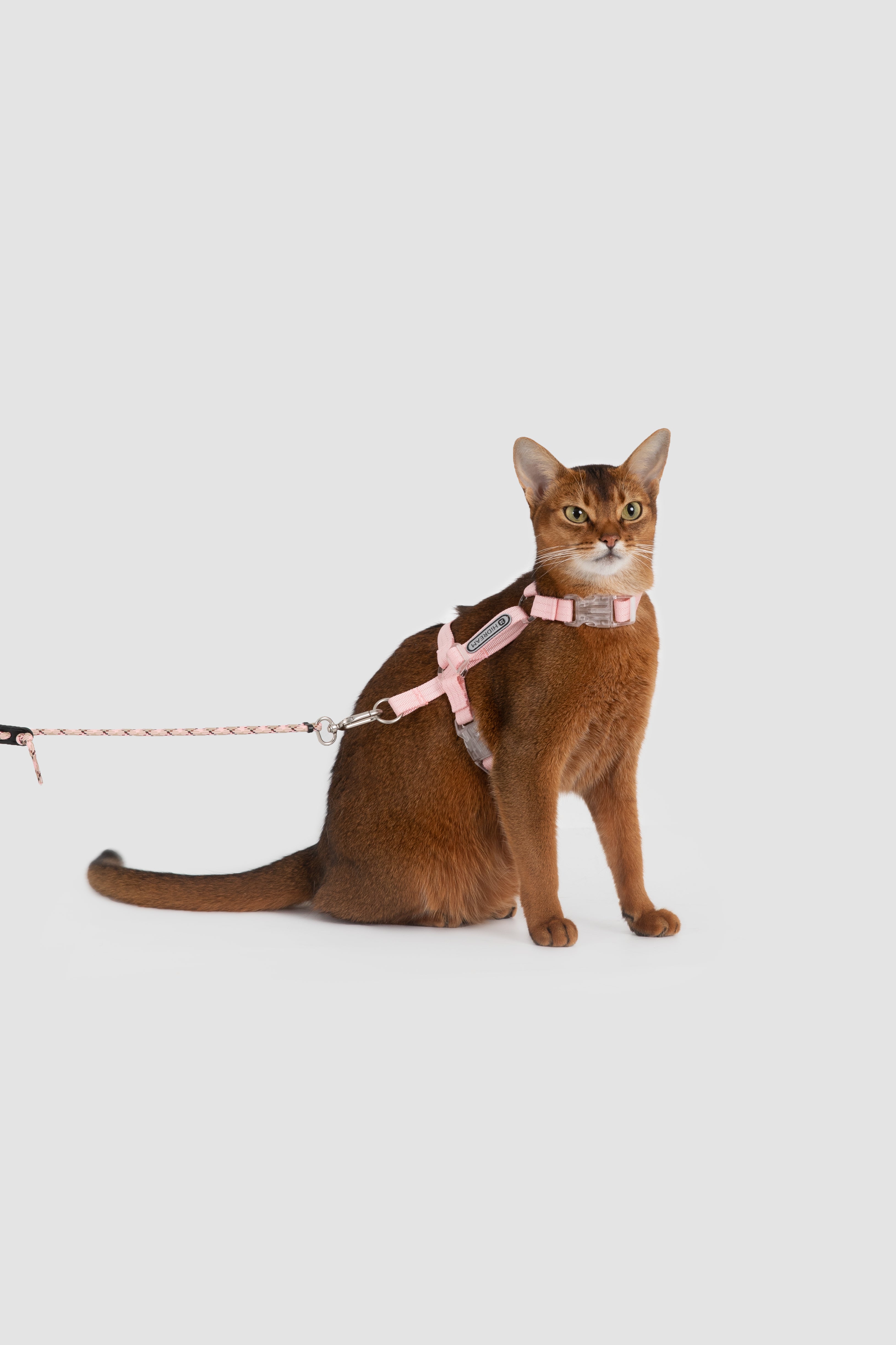 Cat wearing a harness and leash on a light gray background