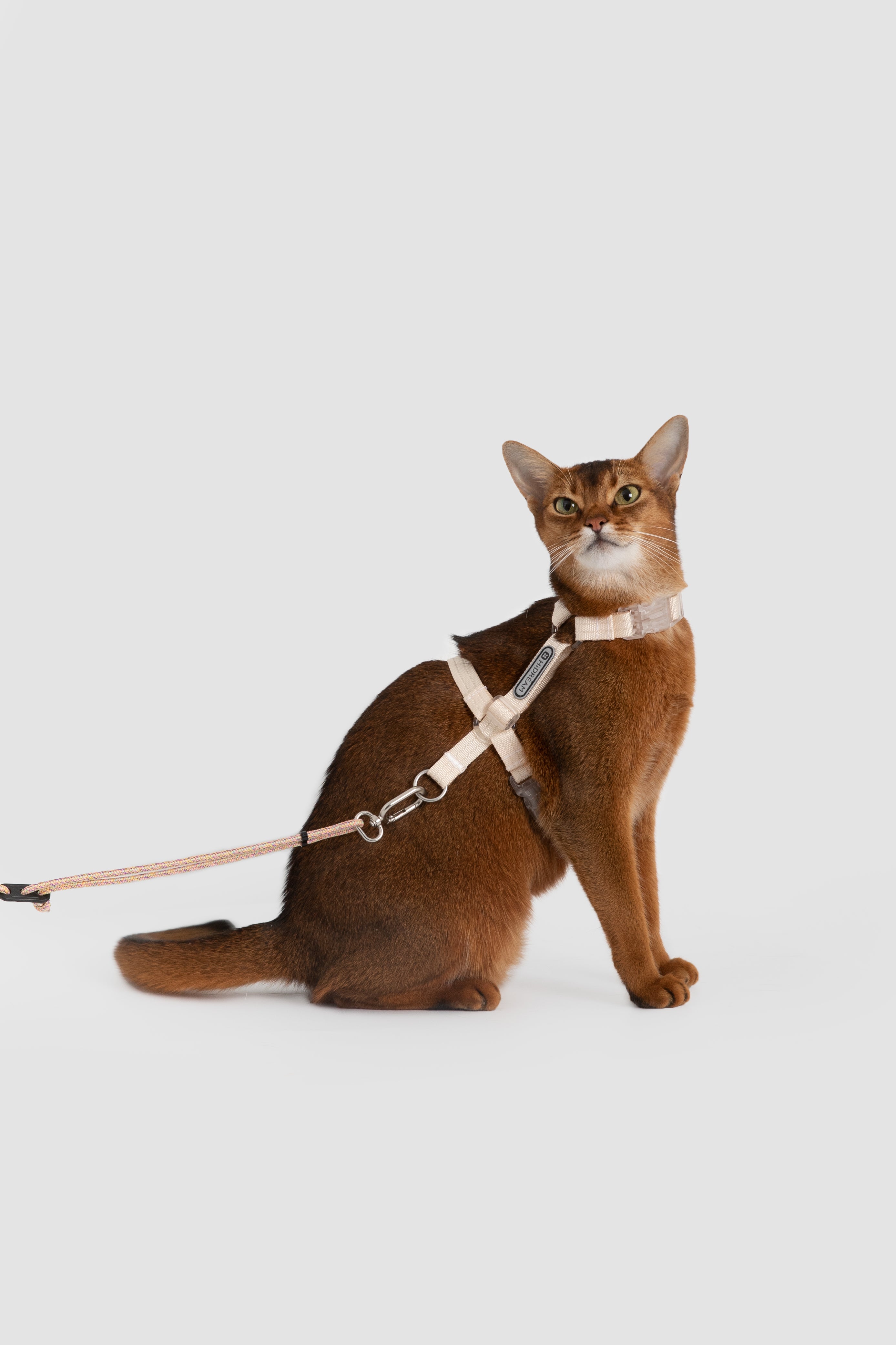 A brown cat wearing a beige harness and leash, sitting against a solid light gray background.