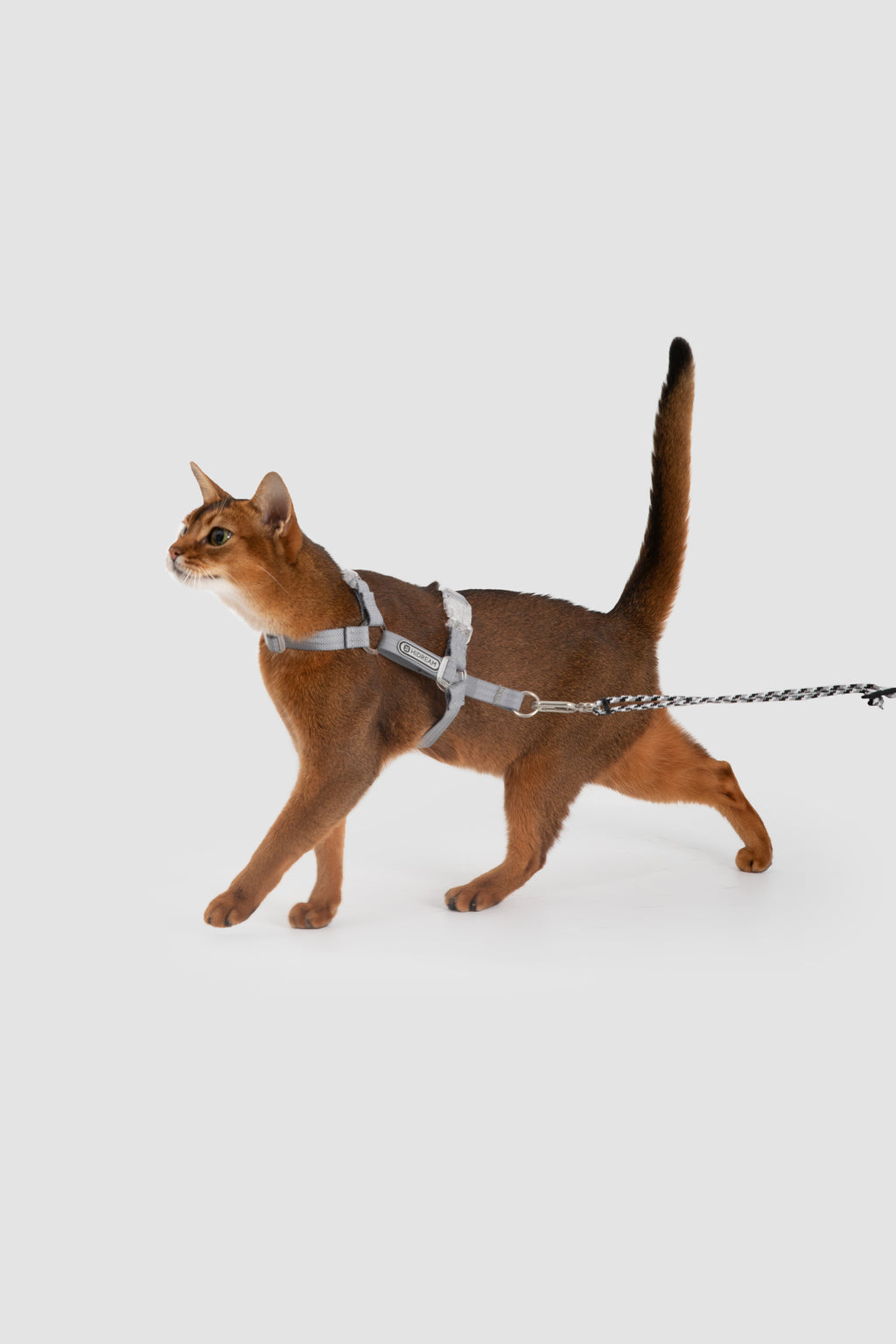 A brown cat wearing a silver reflective harness and attached chain leash, photographed against a plain light gray studio background.