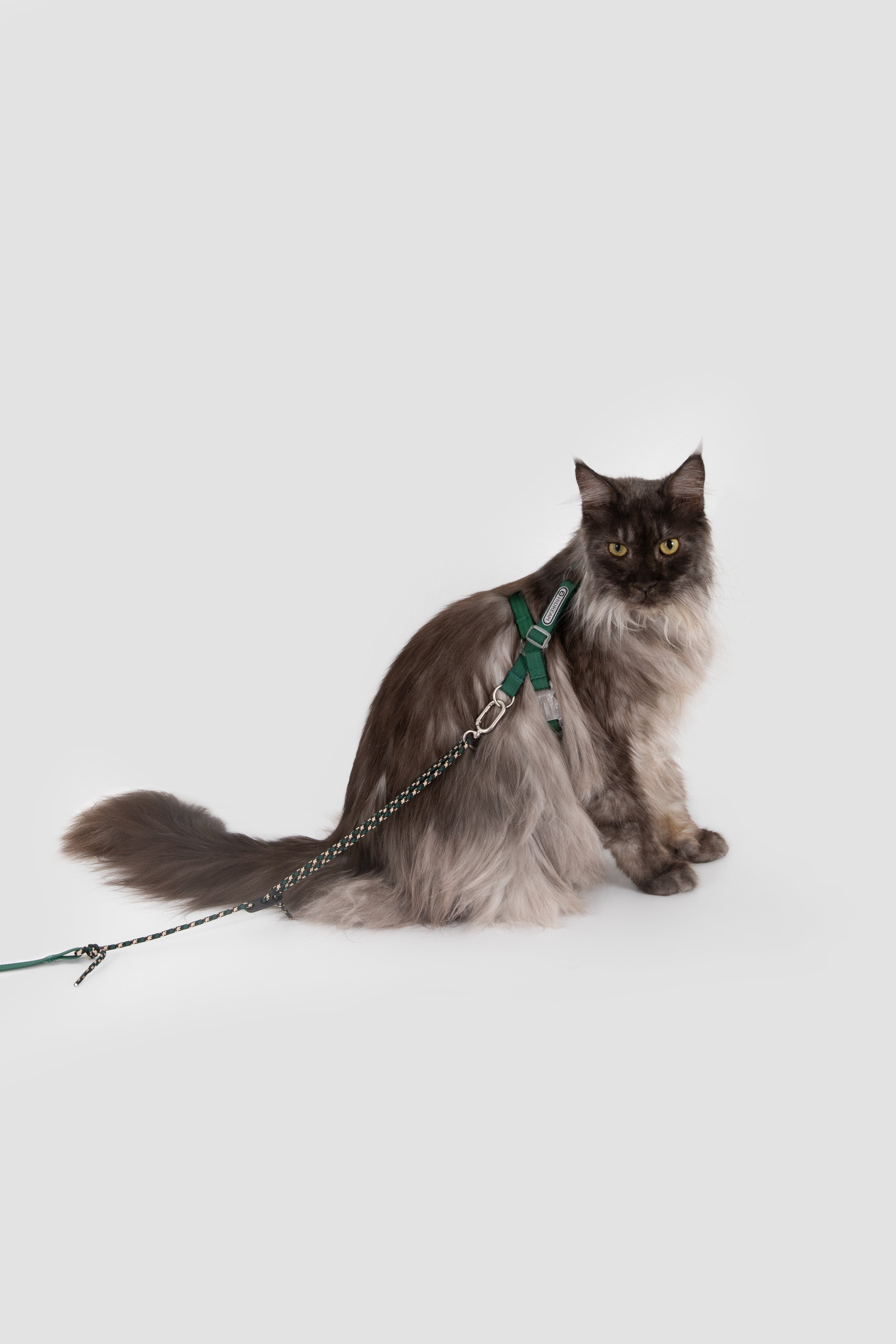 A fluffy long-haired cat wearing a green harness and attached chain leash, posed against a plain light gray studio background.