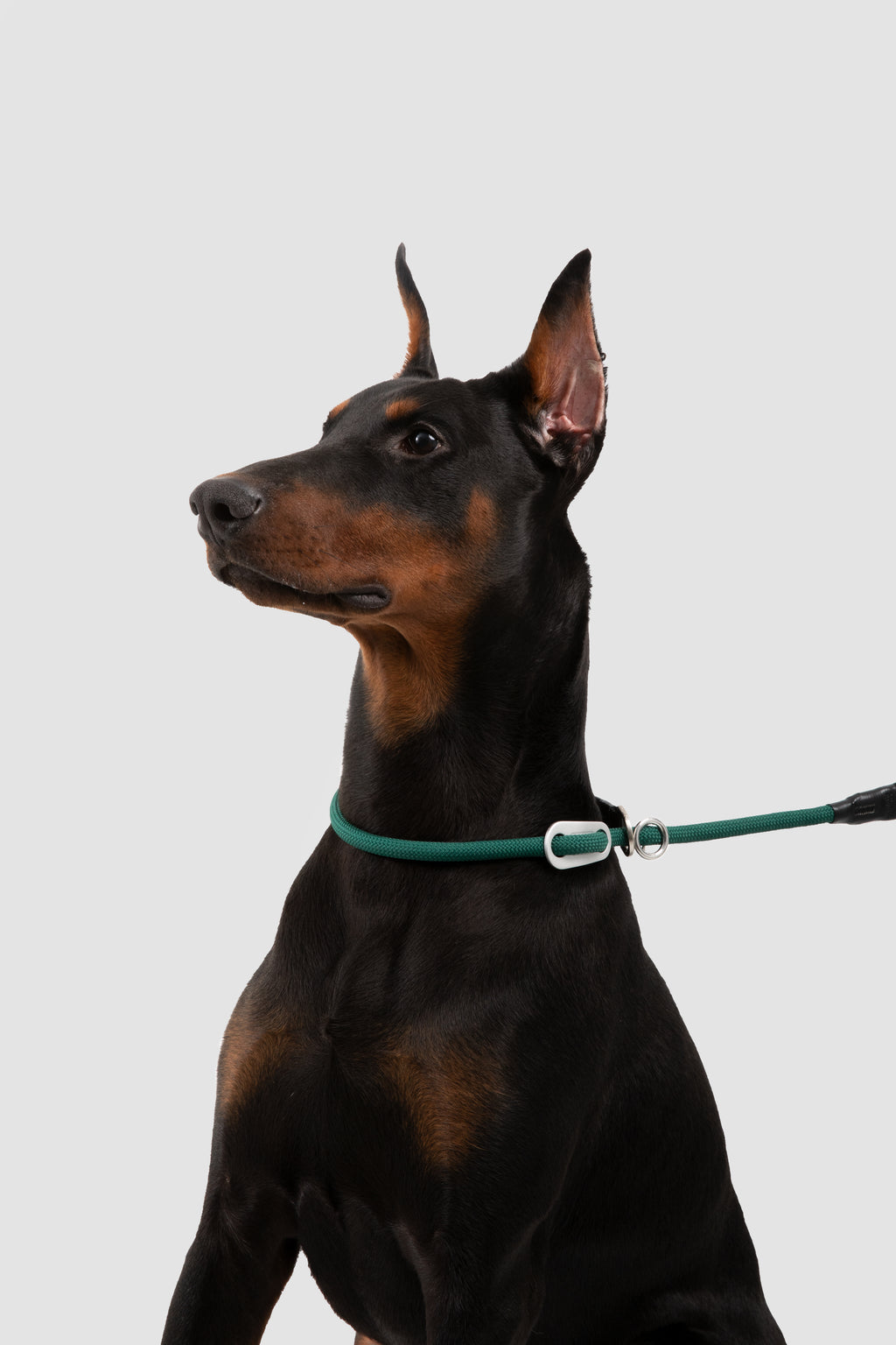 Doberman Pinscher wearing a green collar and leash on a light gray background