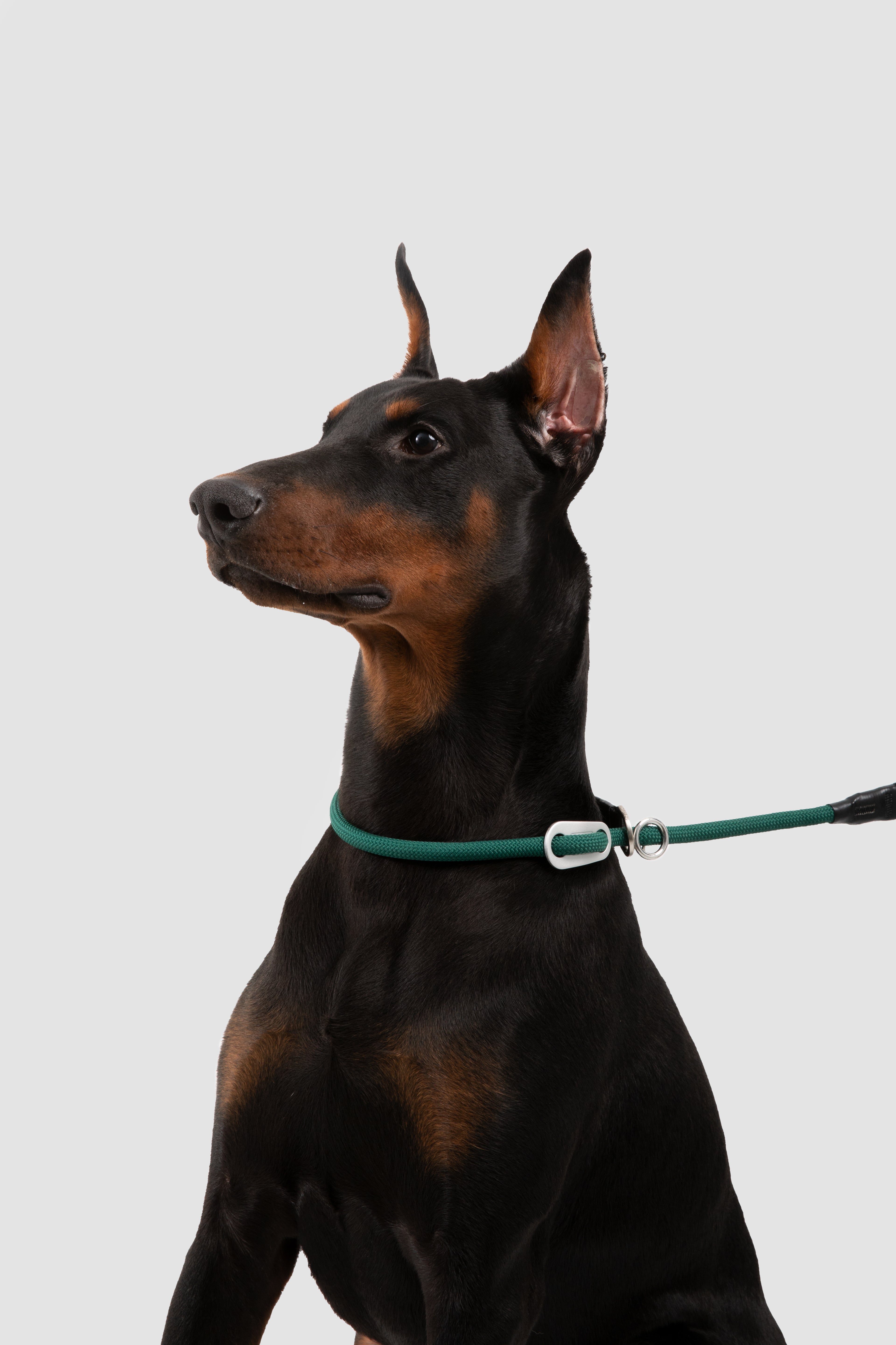 Doberman Pinscher wearing a green collar and leash on a light gray background