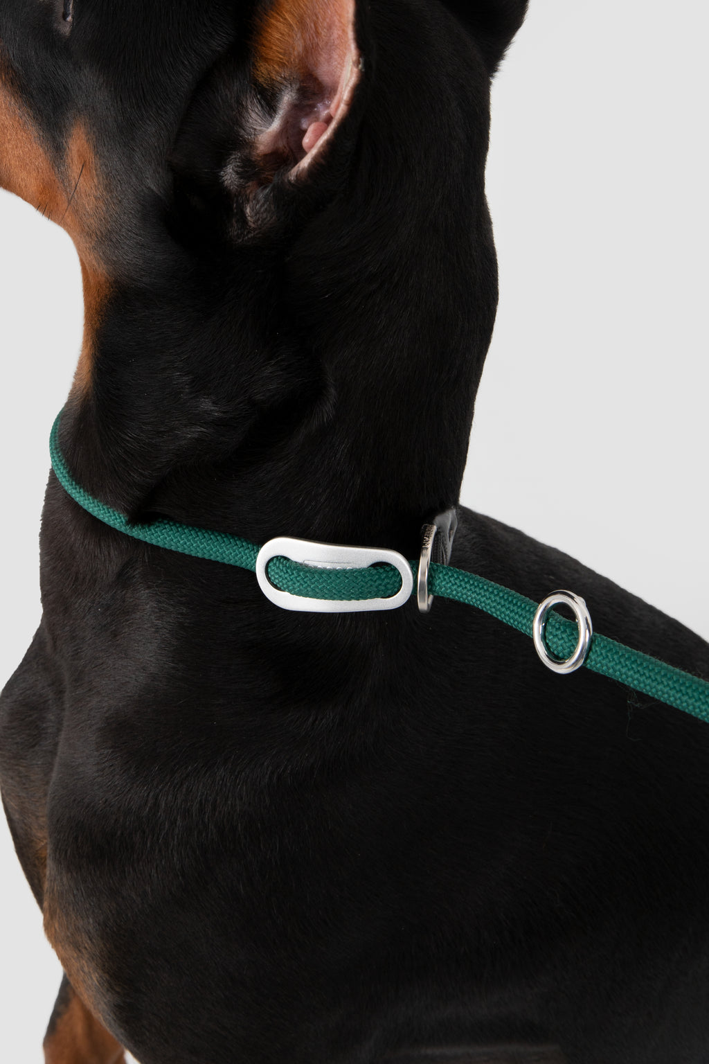 Dog wearing a green collar on a light gray background