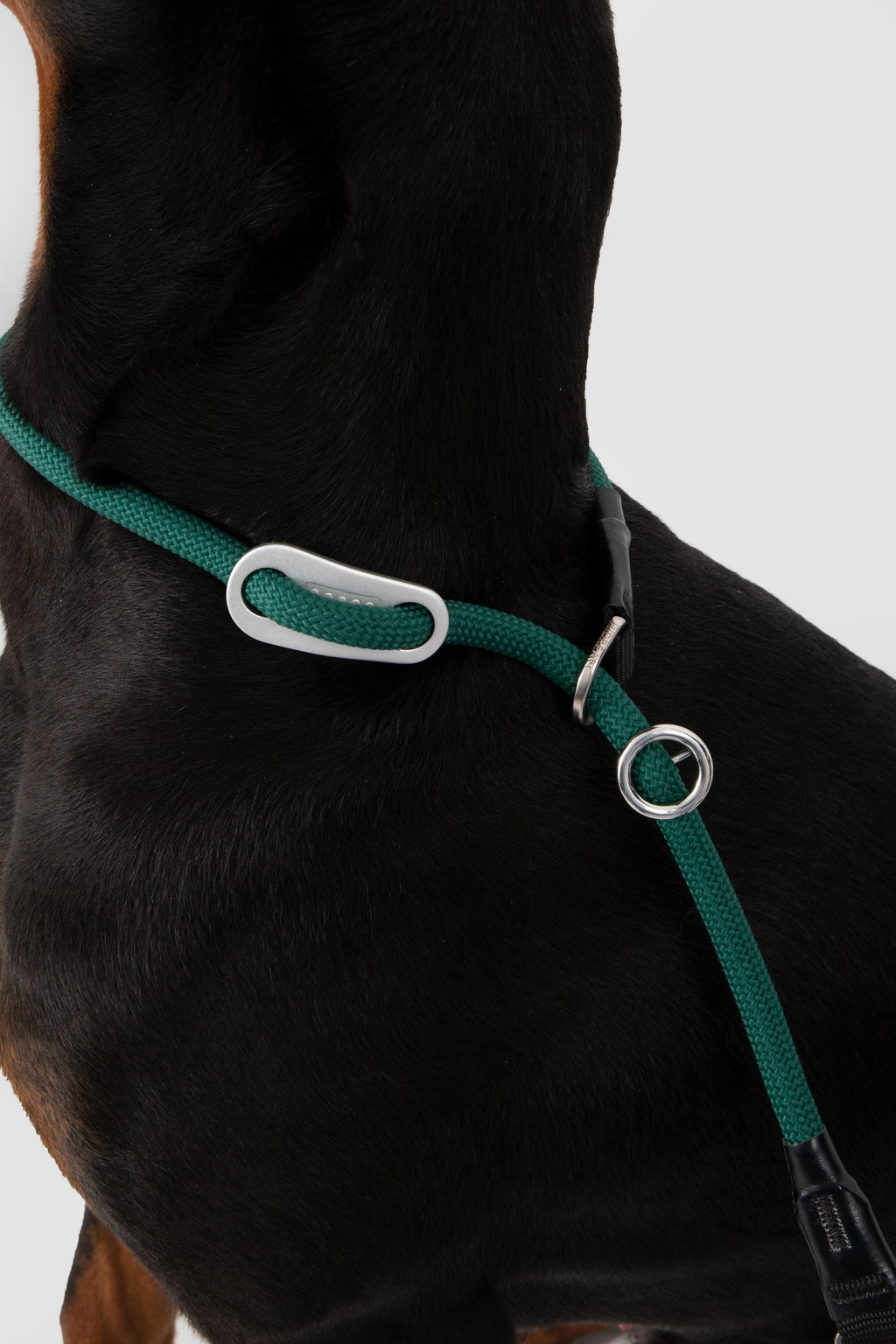 Green dog harness with a metal buckle on a black dog against a white background