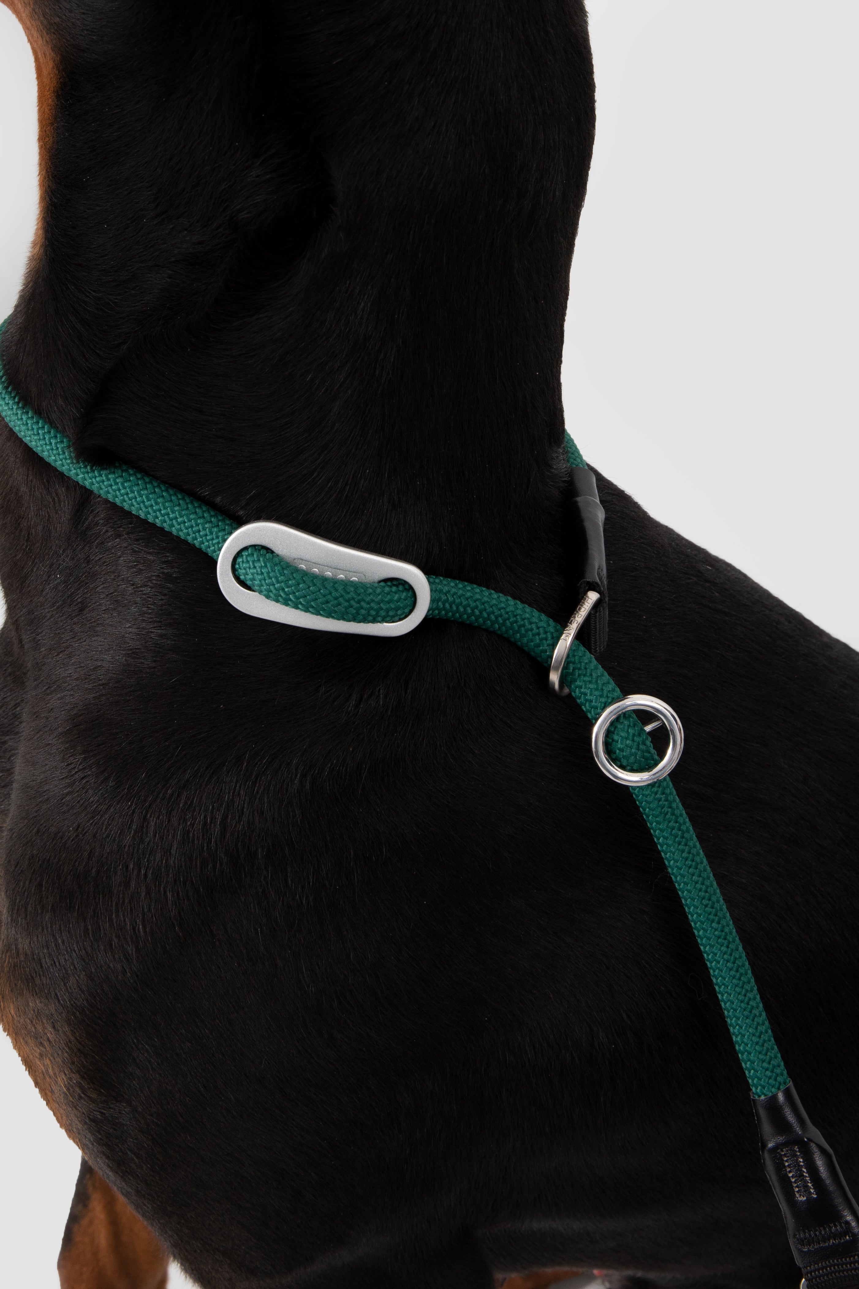 Green dog harness with a metal buckle on a black dog against a white background