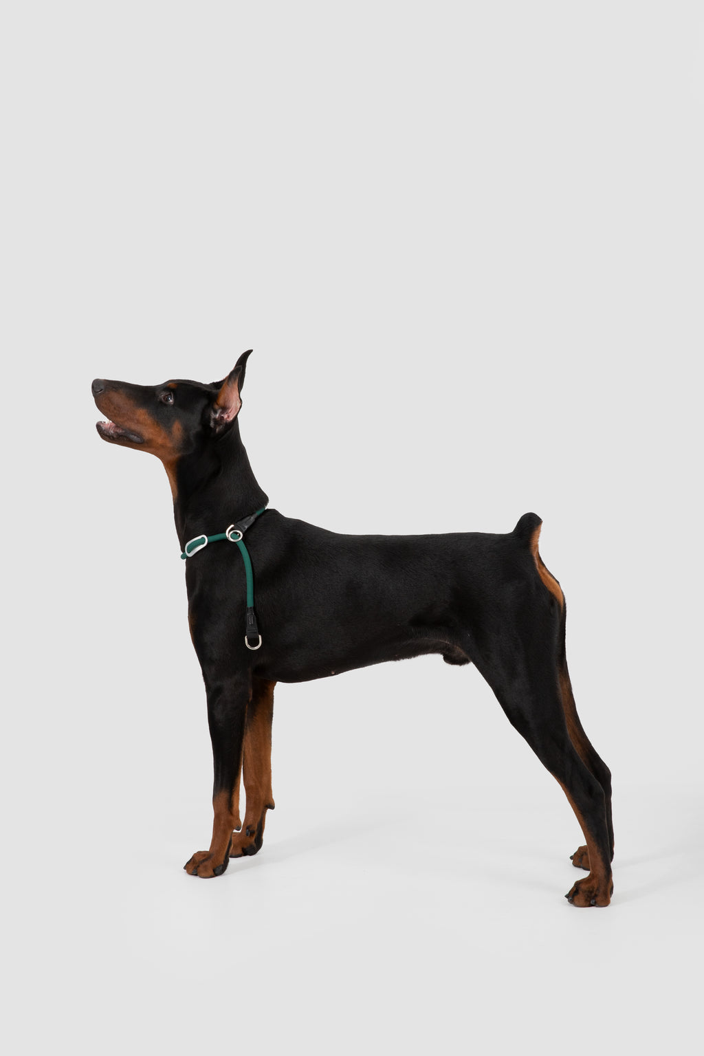 Dog wearing a green collar on a white background