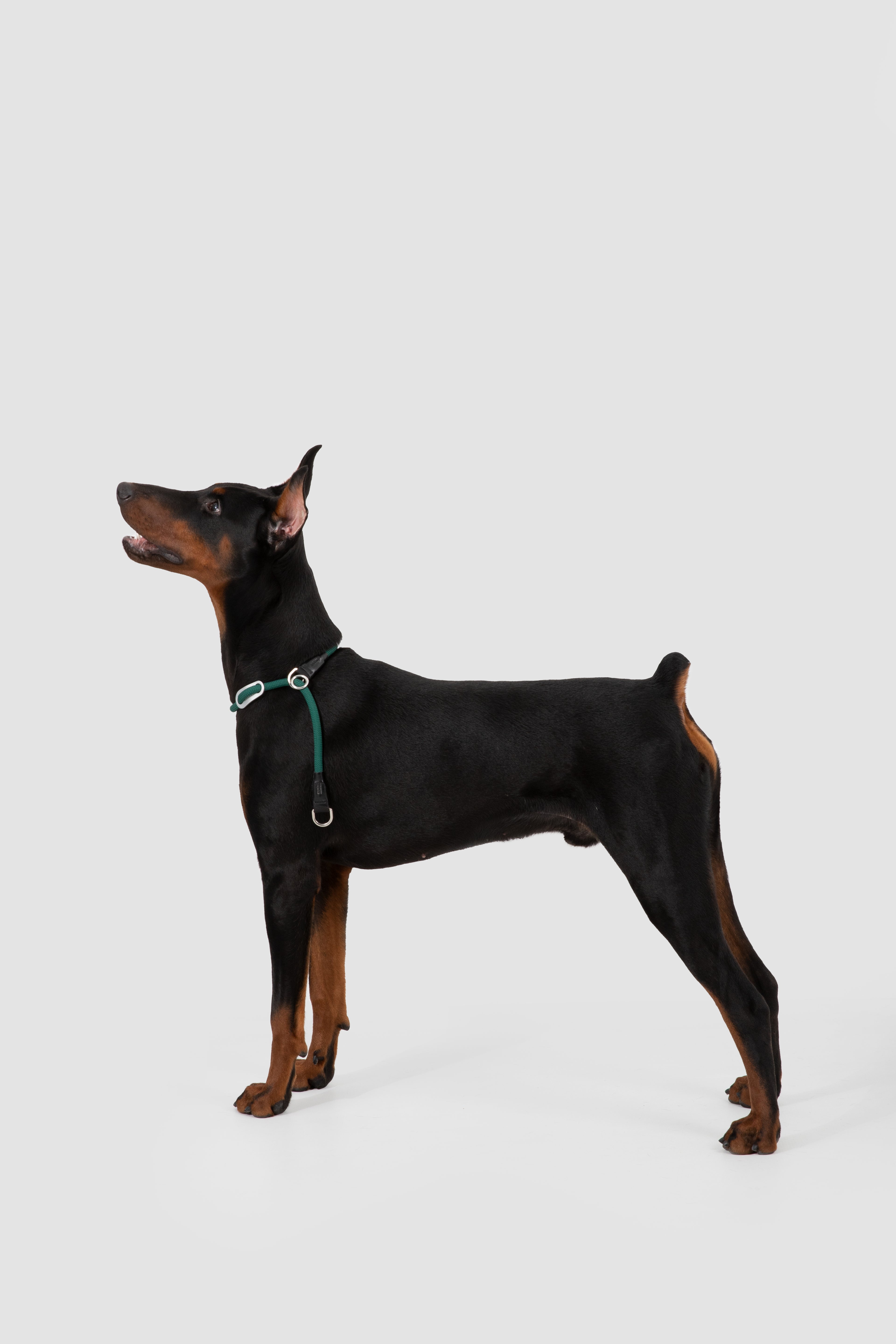 Dog wearing a green collar on a white background