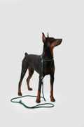 Dog on a leash standing on a light gray background