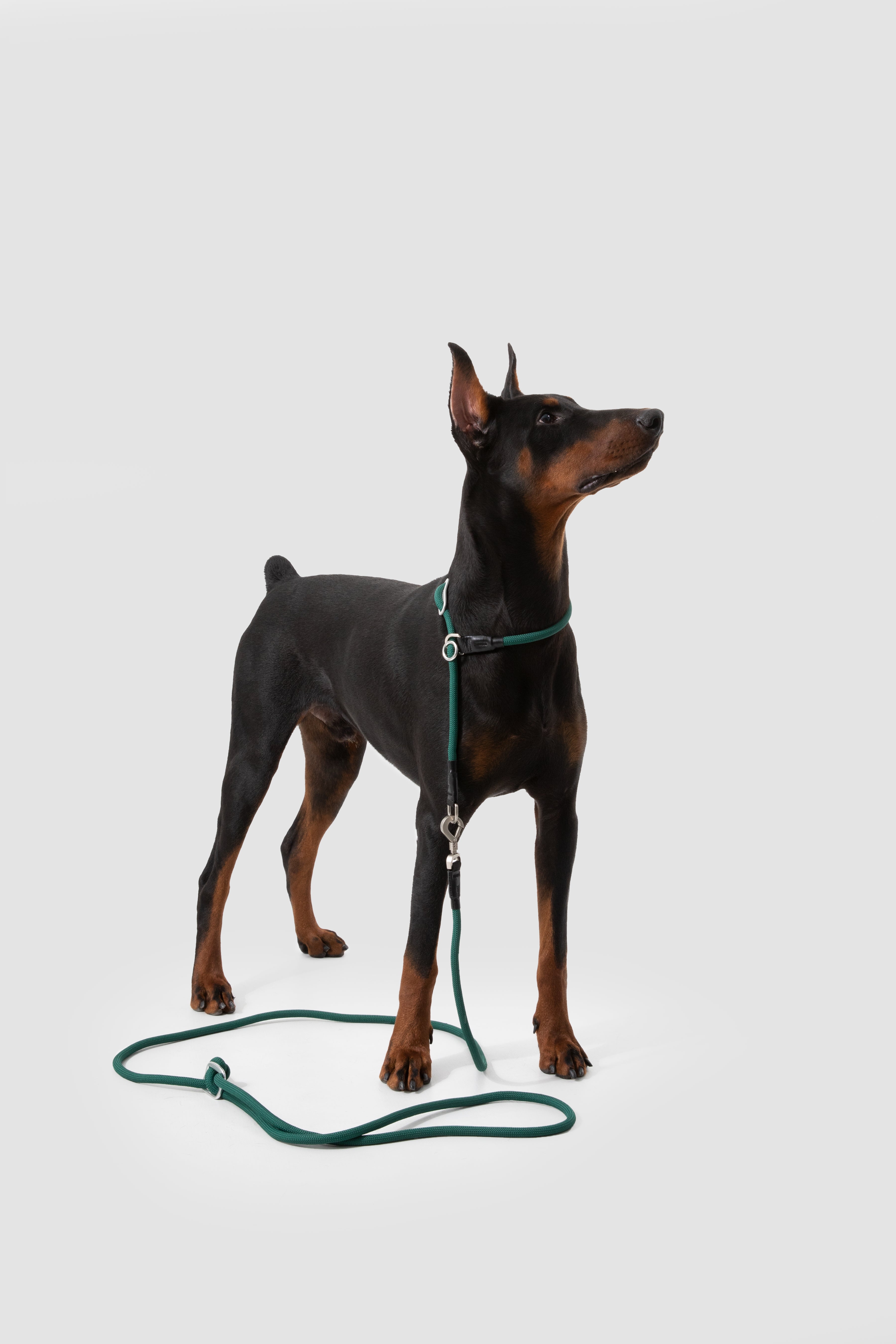 Dog on a leash standing on a light gray background