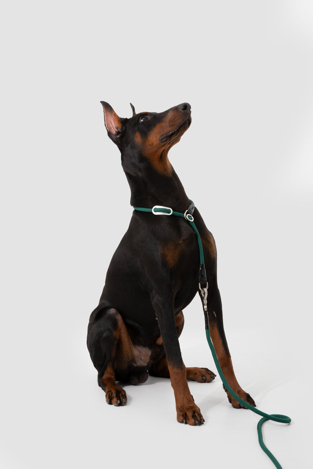 Dog on a leash sitting on a white background