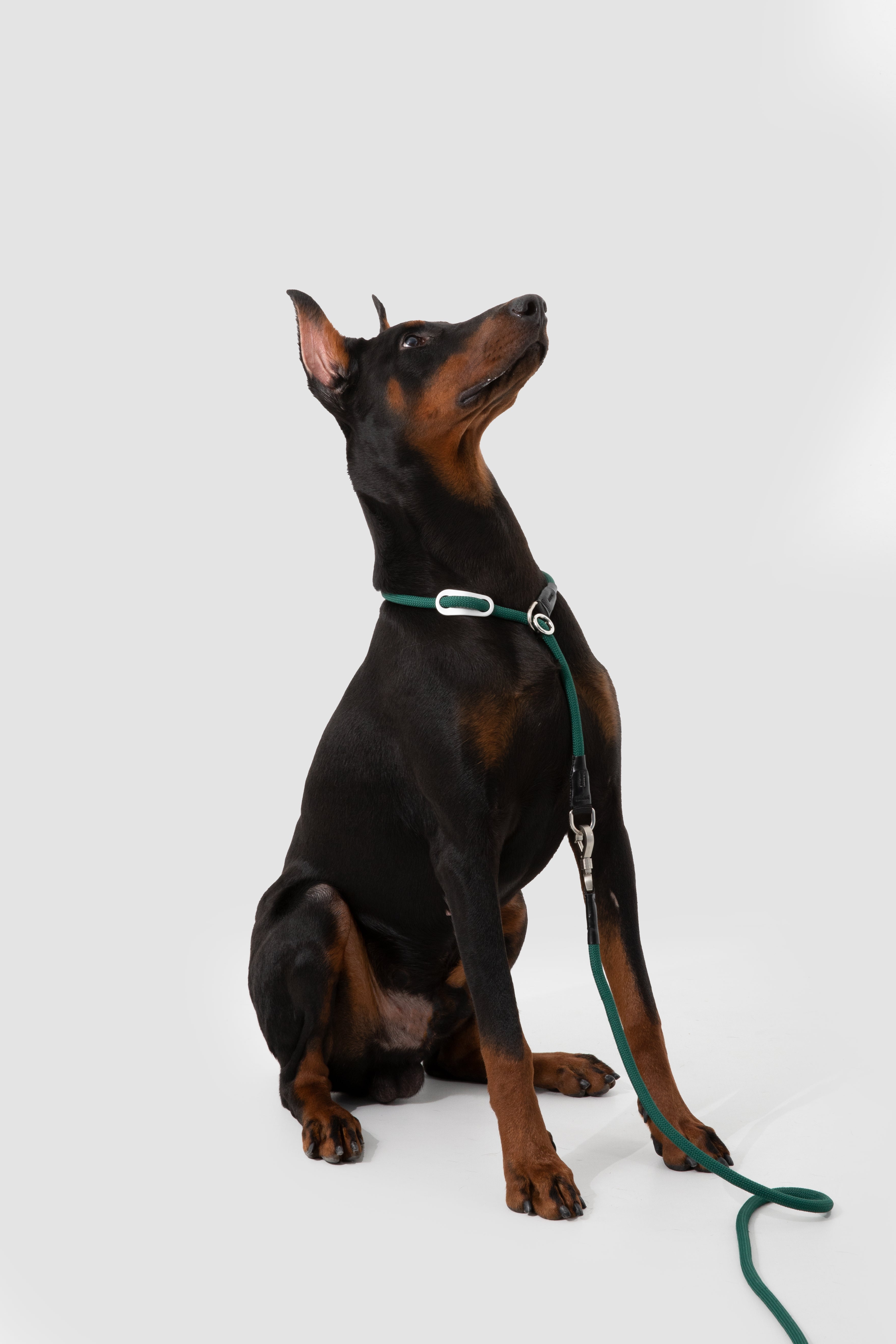 Dog on a leash sitting on a white background