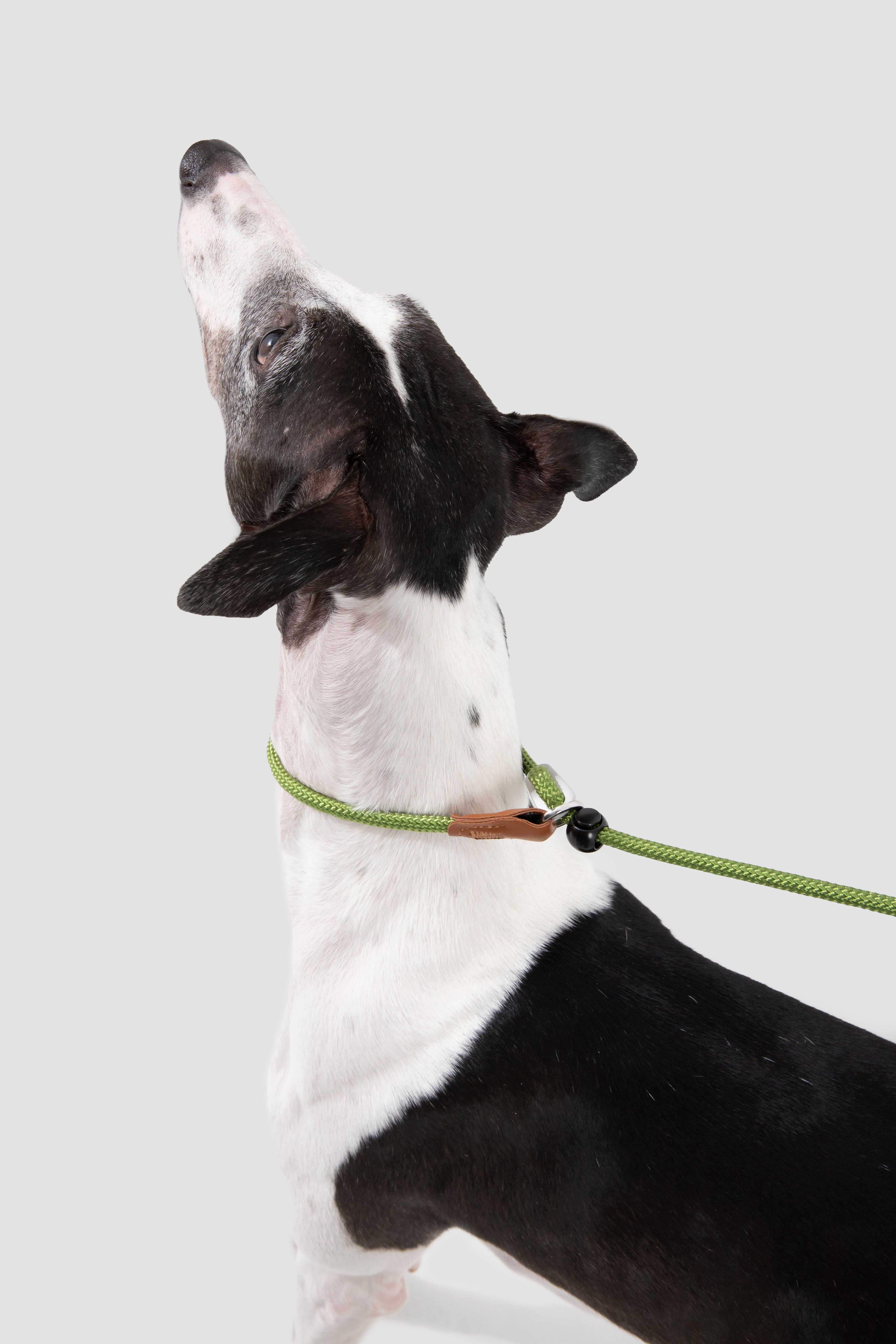 A black and white dog wearing a green rope collar with a small brown leather accent and black bead, set against a solid light gray background.