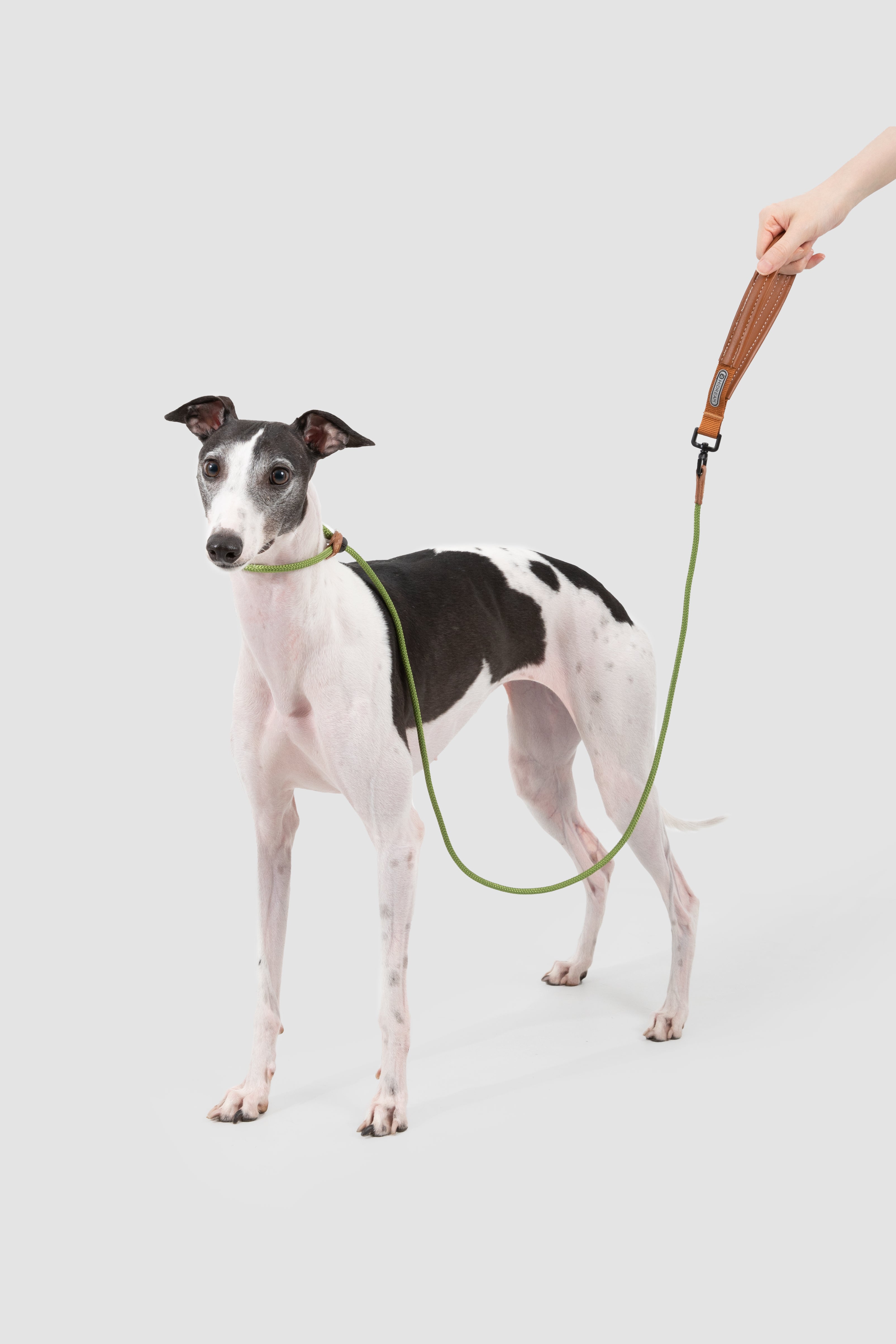 A black and white Italian Greyhound dog wearing a green collar and leash, with a human hand holding the brown leather handle, set against a solid light gray background.