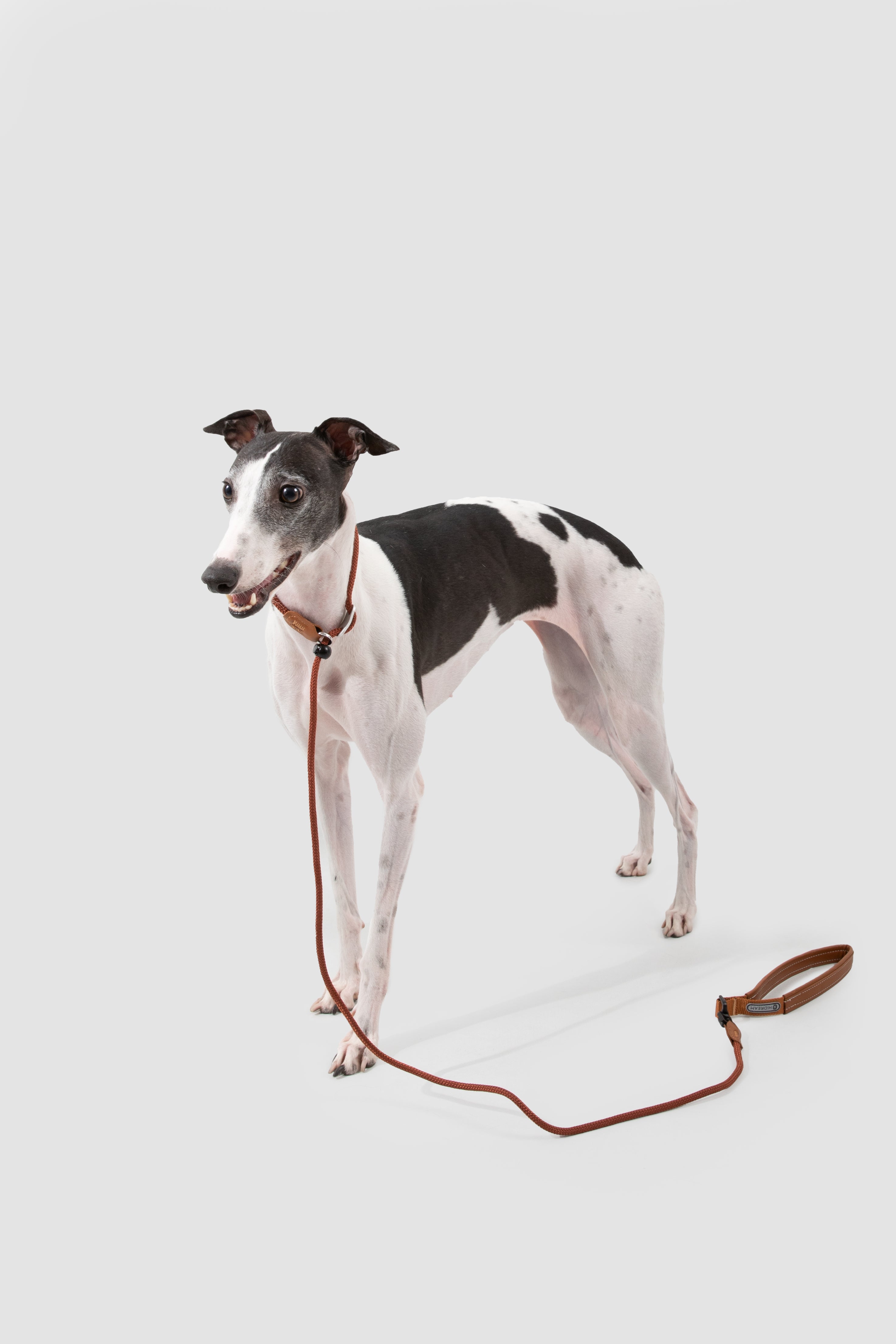 A black and white Italian Greyhound dog wearing a brown leather collar with a matching leash, standing against a solid light gray background.
