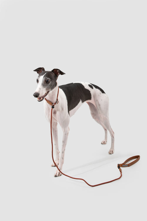 A black and white Italian Greyhound dog wearing a brown leather collar with a matching leash, standing against a solid light gray background.