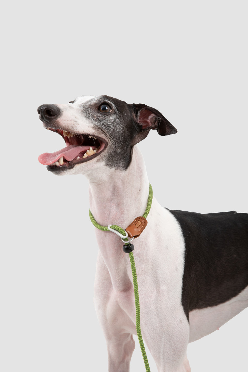 A black and white dog wearing a lime green rope collar with a brown leather accent and attached leash, photographed against a light gray studio background.