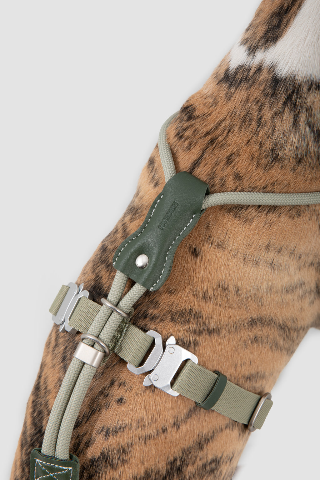 Dog harness with green leather straps on a dog body