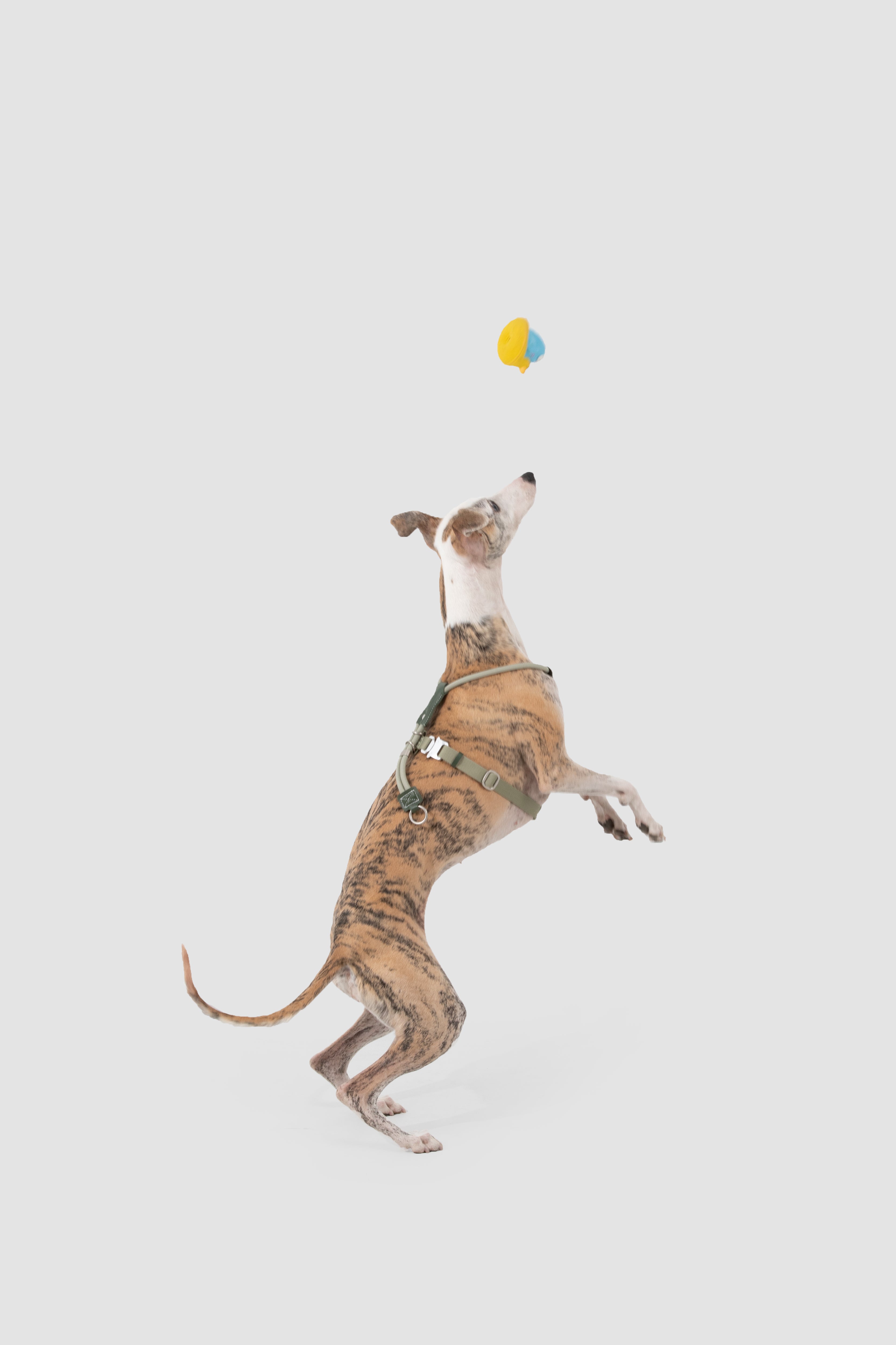 Dog standing on its hind legs to reach a toy in the air against a light gray background