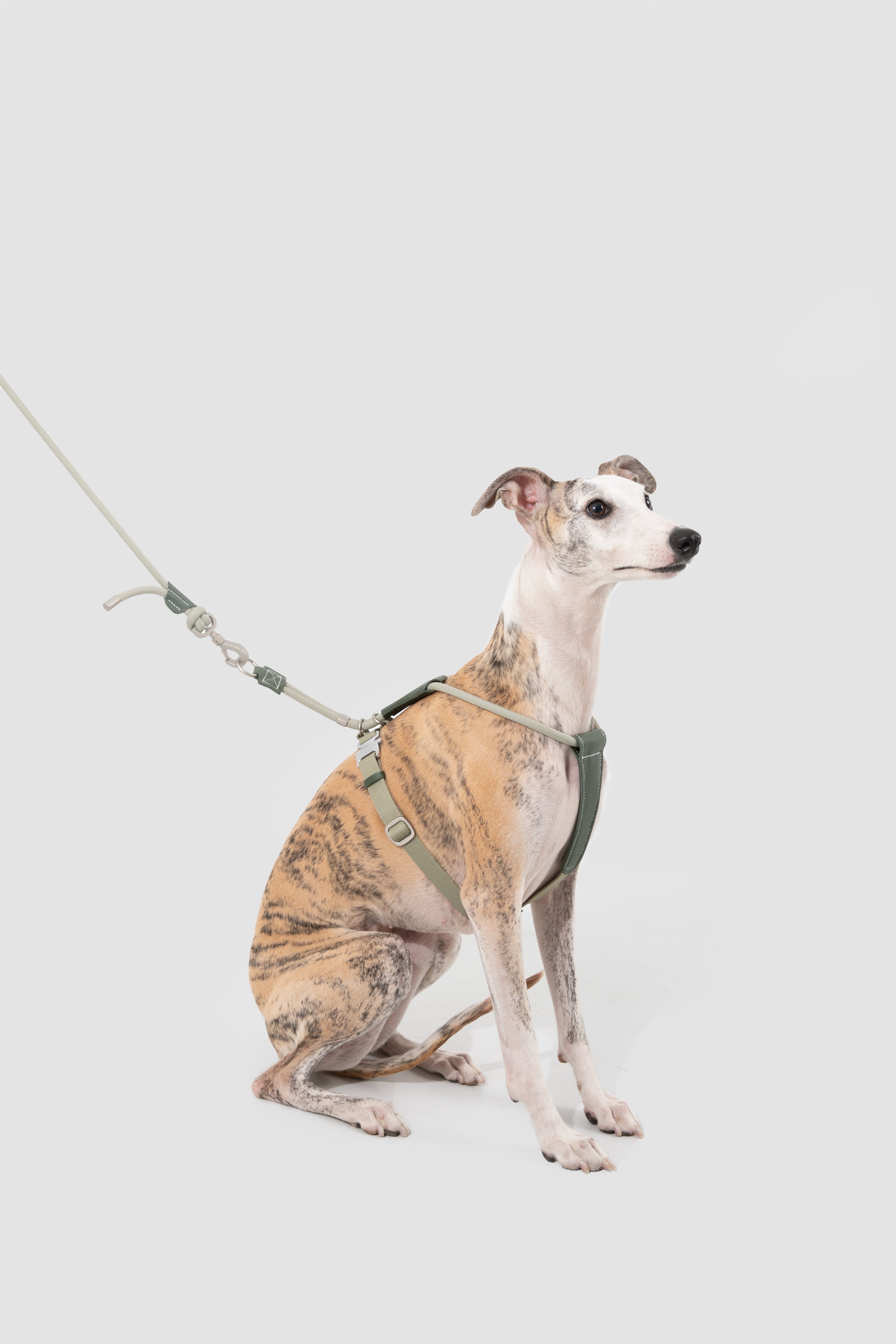 Dog wearing a harness on a light gray background
