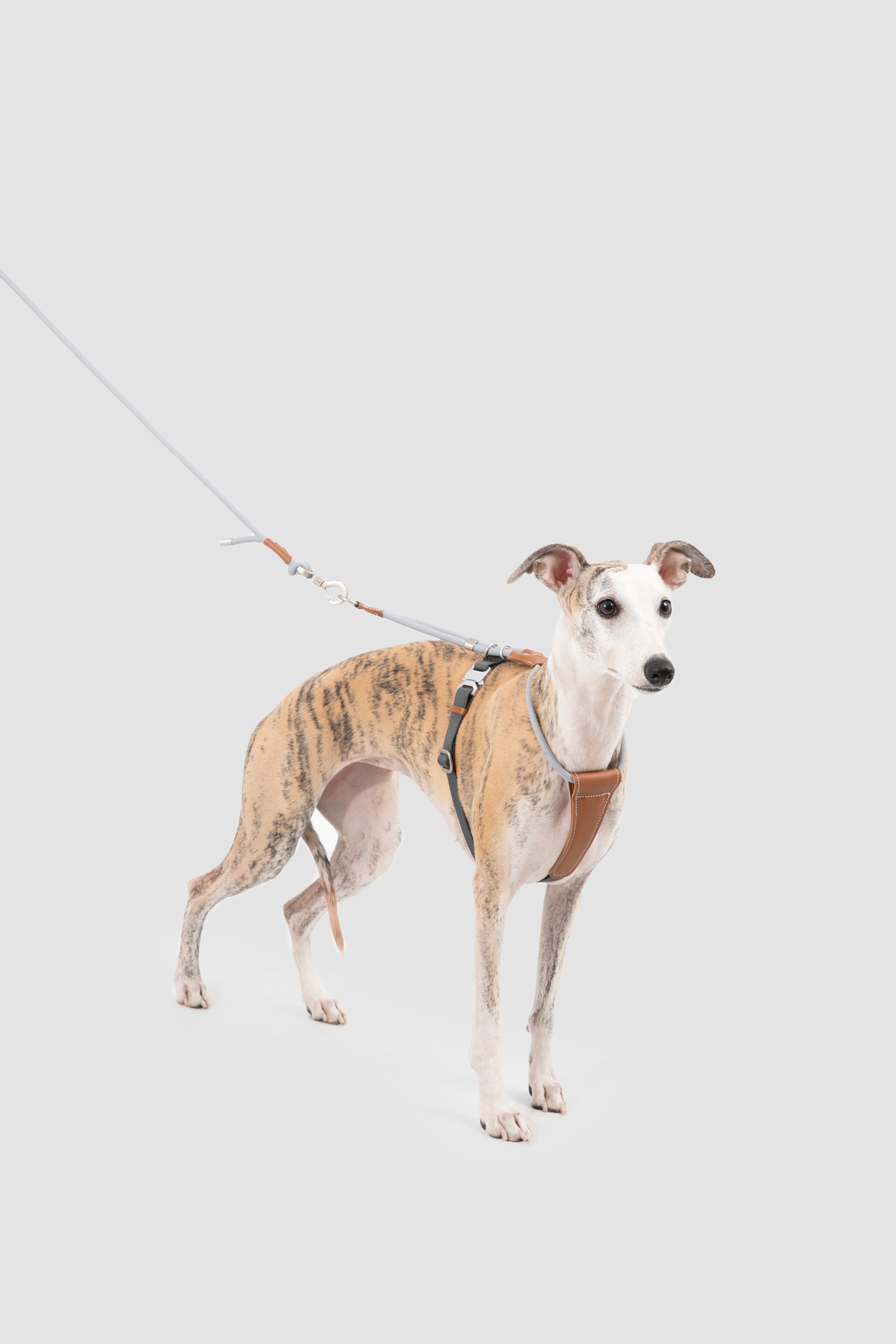 Dog on a leash against a plain background