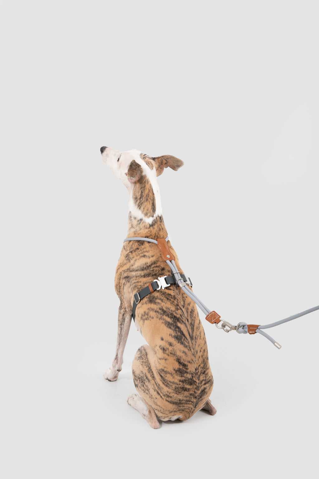 Dog on a leash sitting on a light gray background