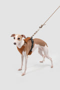 A small brown and white dog wearing a brown knit harness and leash, standing against a light gray studio background.