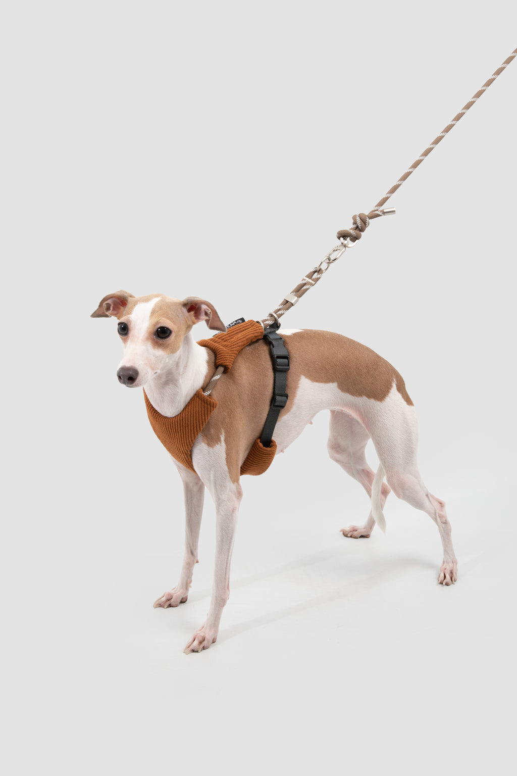 A small brown and white dog wearing a brown knit harness and leash, standing against a light gray studio background.